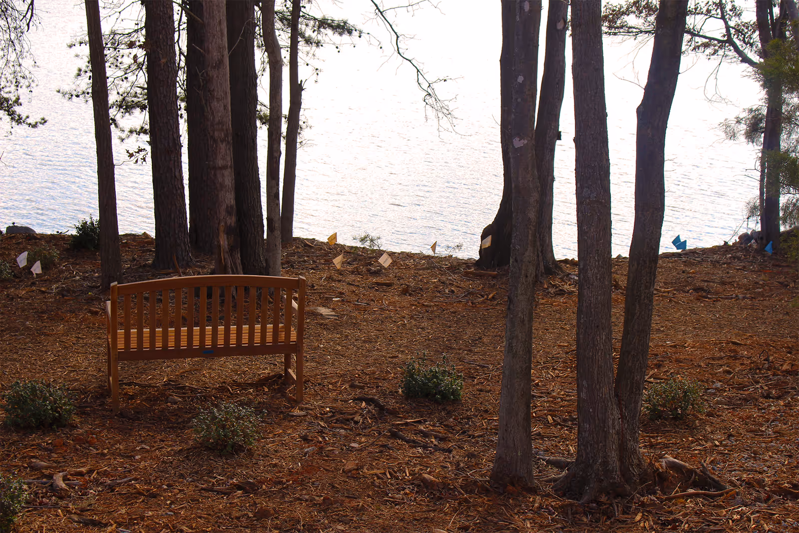 A wooden bench placed on a forest floor covered with dry leaves and small plants, surrounded by tall trees with a body of water visible in the background.
