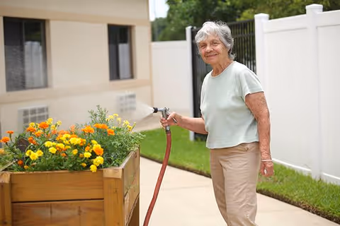 An elderly woman watering a raised wooden garden bed filled with blooming yellow and orange flowers outside near a building and a white fence.