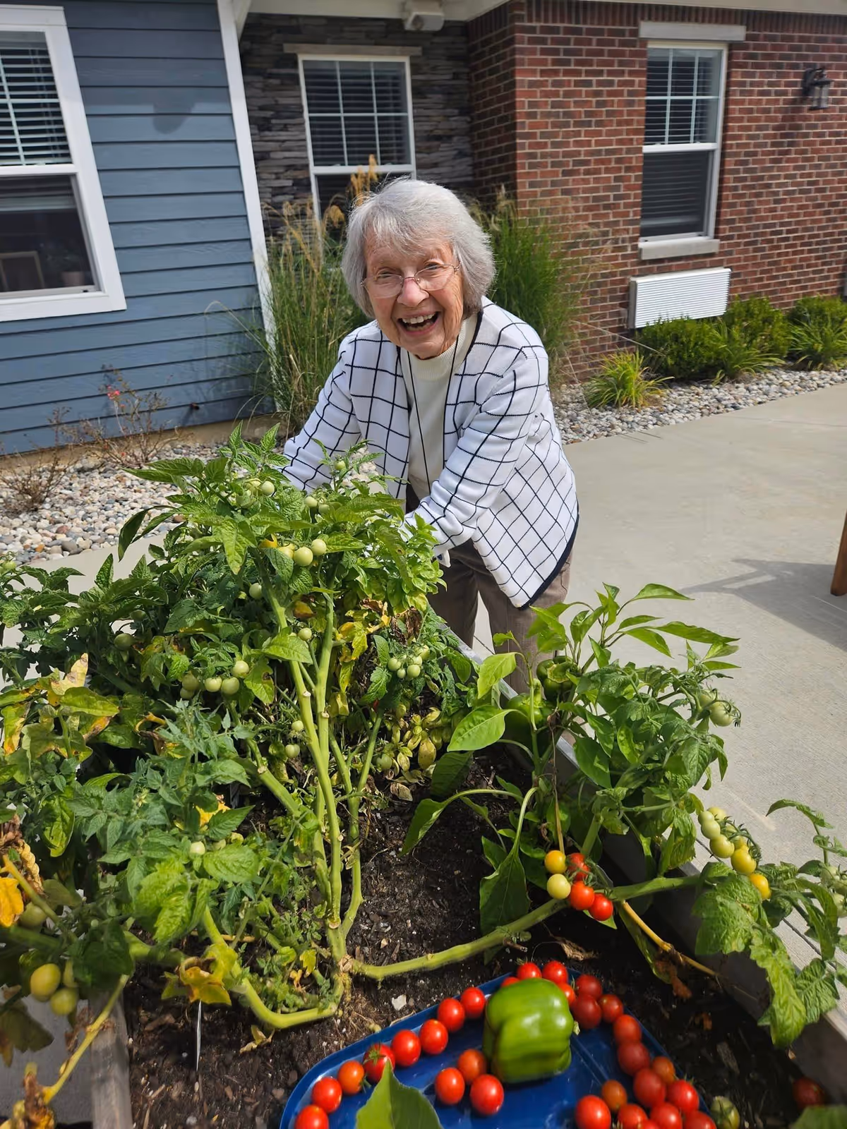 An elderly woman with gray hair and glasses is smiling and tending to a raised garden bed filled with green plants and small tomatoes. In front of the garden bed, there is a blue tray with red cherry tomatoes and a green bell pepper. The background shows the exterior of a building with blue and red brick walls, windows, and some landscaping.