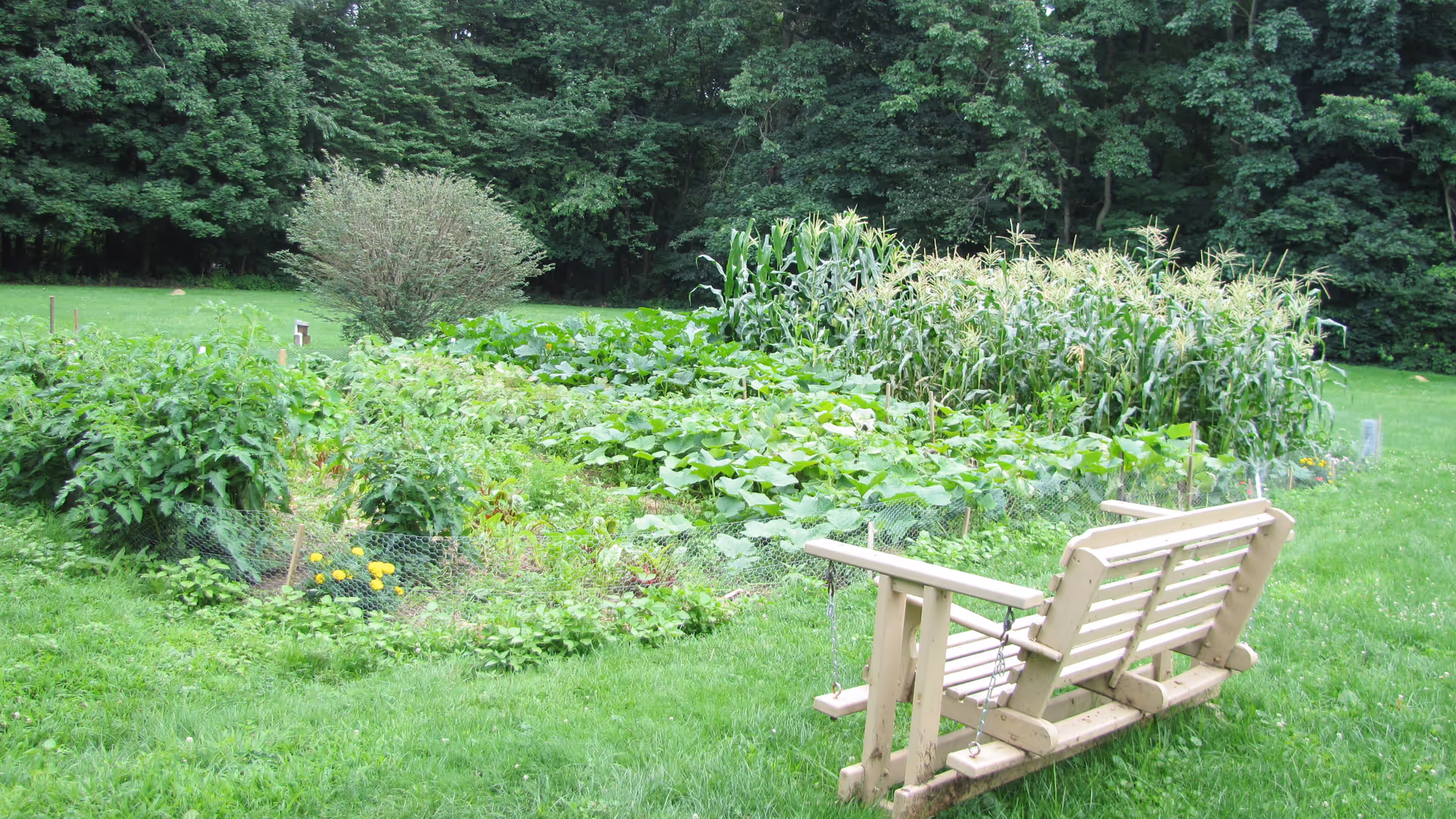 A wooden bench faces a lush vegetable garden and tall corn with a tree line in the background.