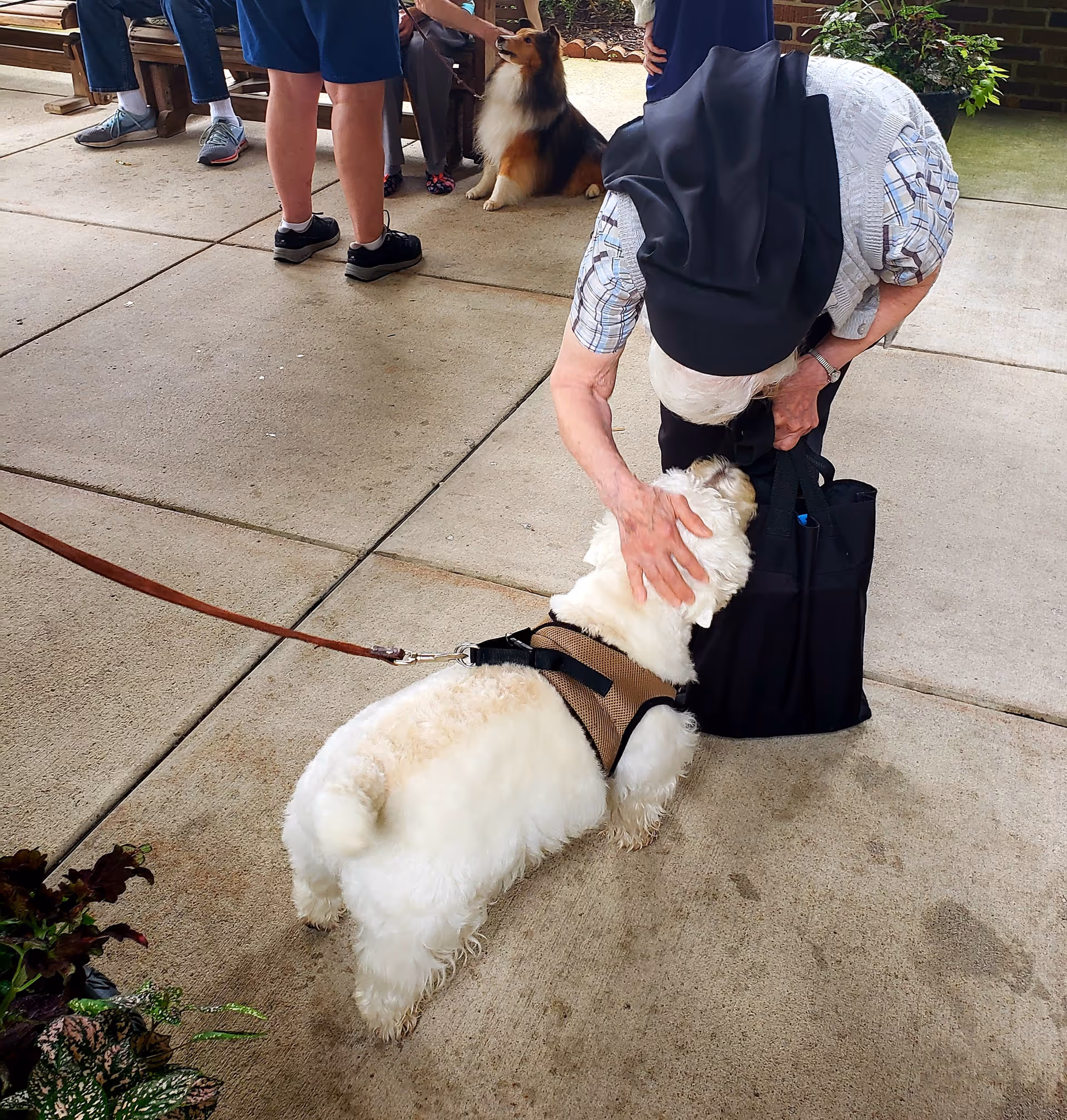An elderly person bending down to pet a small white dog wearing a harness on a leash. In the background, other people are standing and sitting on a bench, and another dog is sitting nearby. The scene takes place on a paved outdoor area with some plants and a brick wall.