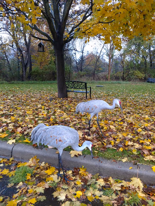 Two sandhill cranes walking among fallen yellow leaves beneath a tree with a bench in the background.