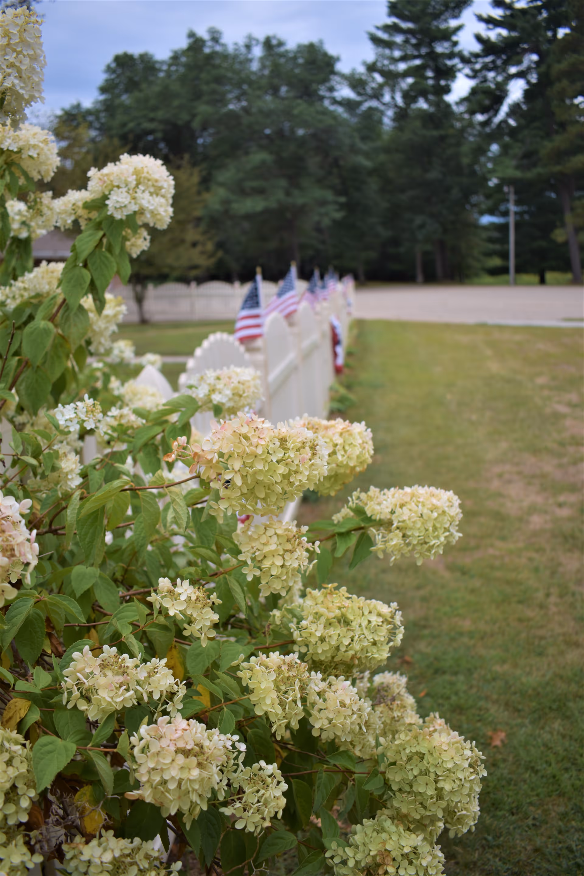 White hydrangea bushes beside a white picket fence lined with small American flags, with grass and trees in the background.