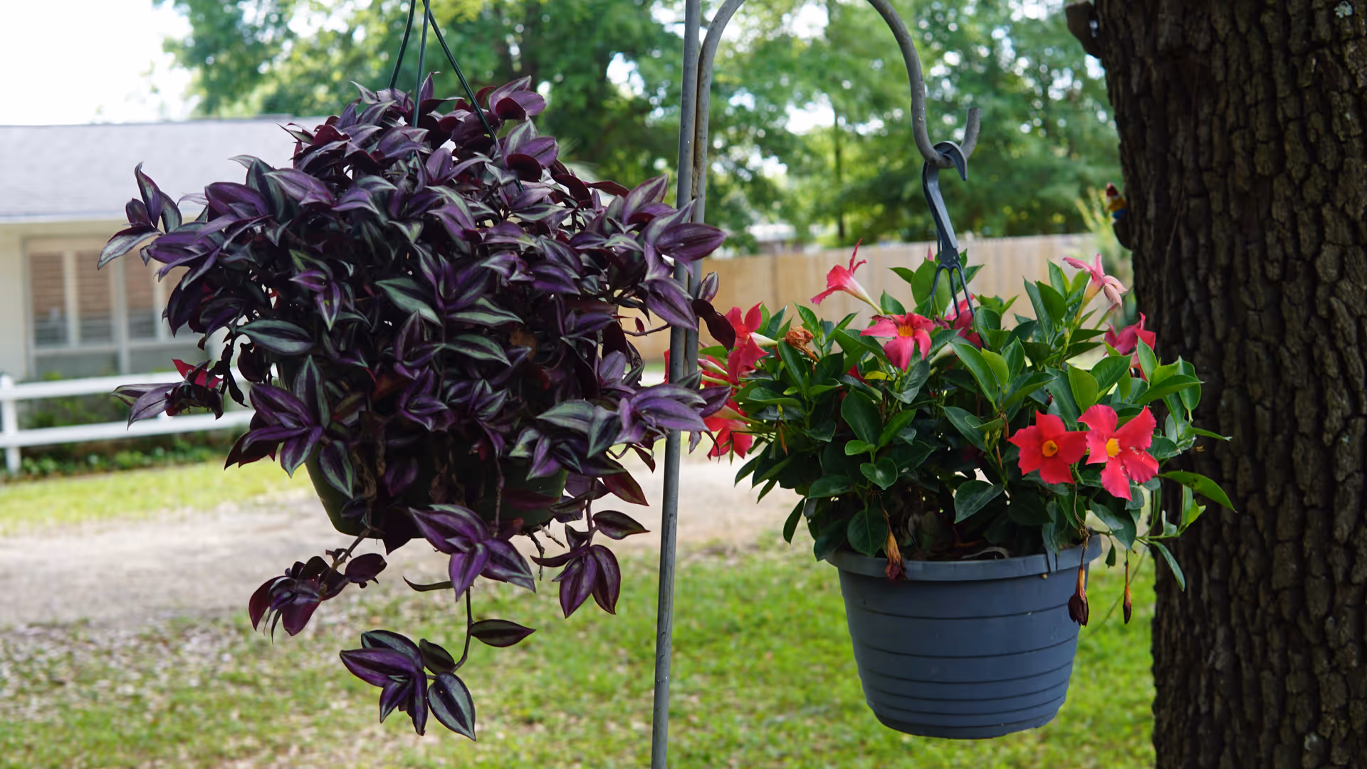 Two hanging flower pots with plants; the left pot has purple and green leaves, and the right pot has green leaves with bright pink flowers. They are hanging outdoors near a tree with a house and a wooden fence in the background.