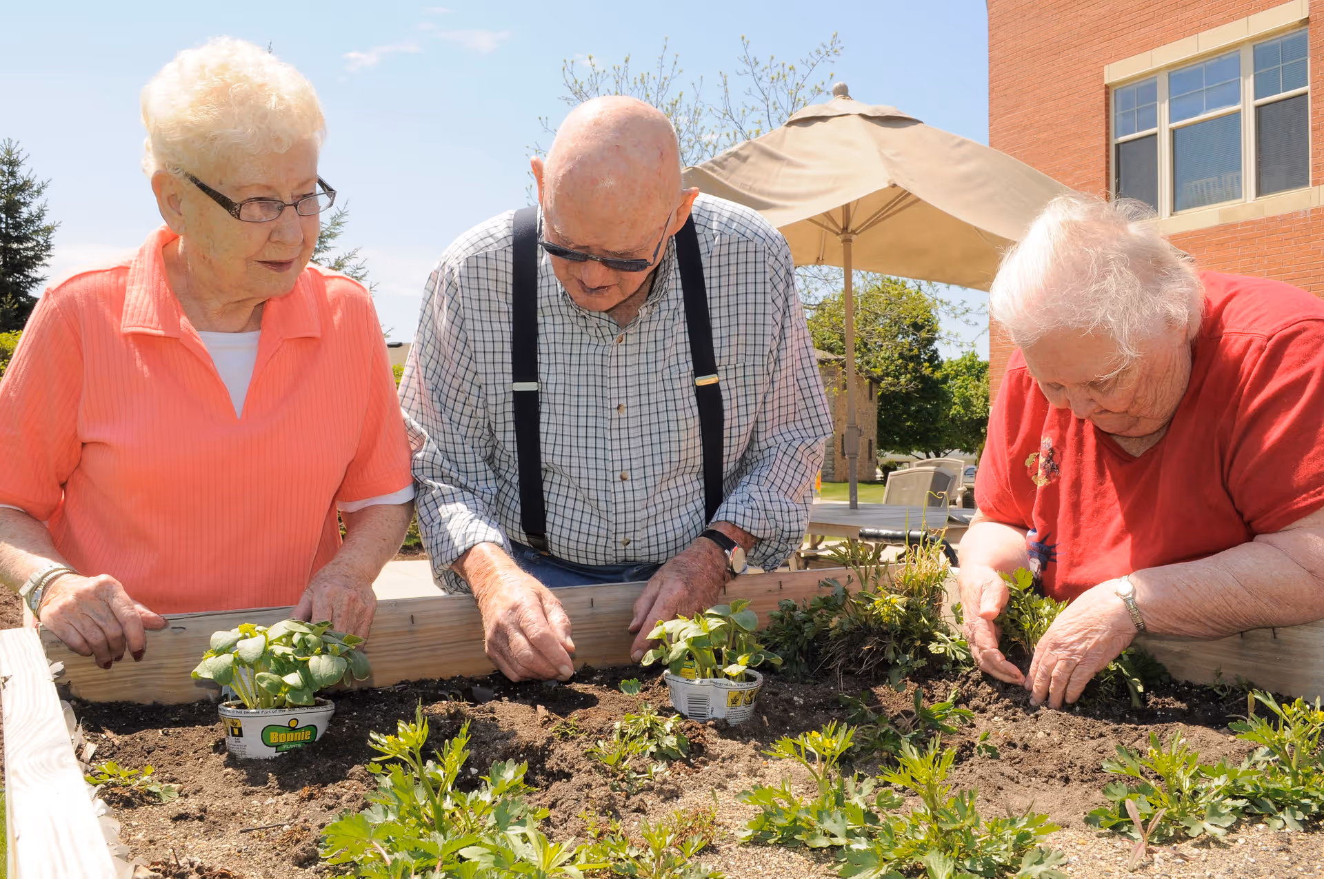 Three elderly individuals gardening together outdoors in a raised garden bed with plants and soil, under a clear sky with an umbrella and building in the background.