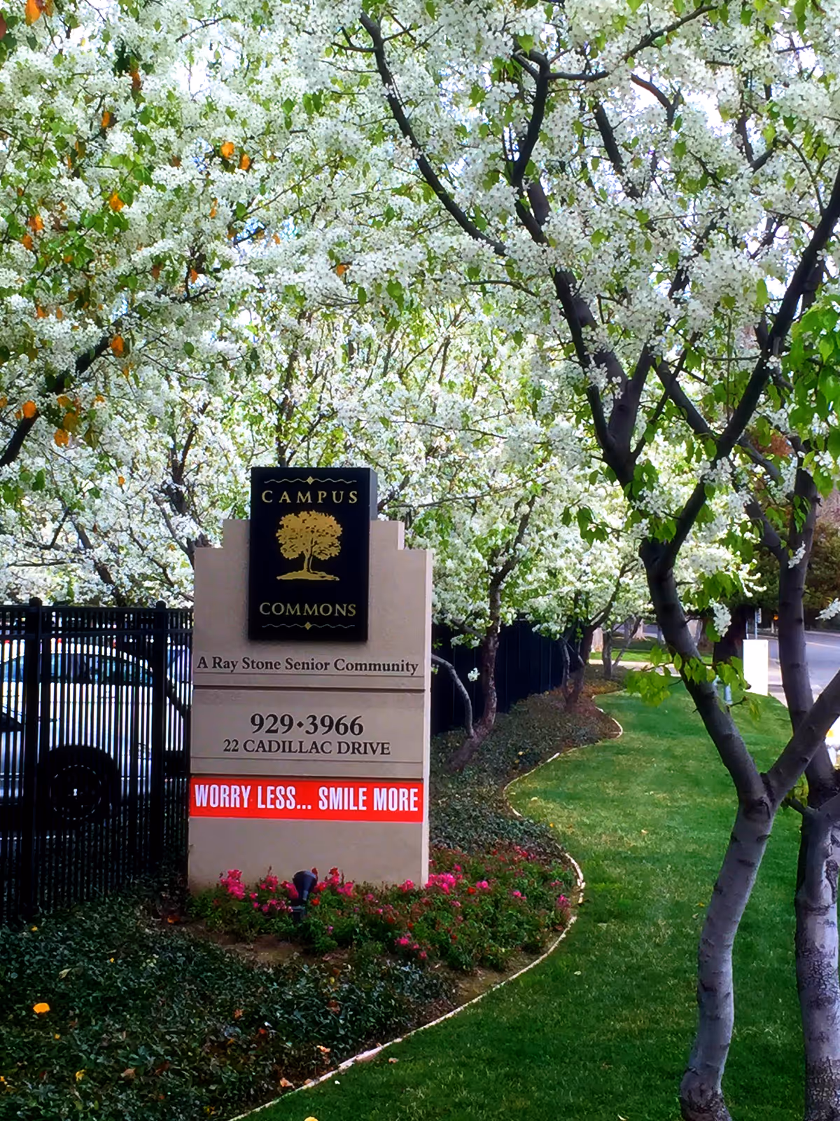Outdoor view of the entrance sign for Campus Commons Senior Living, surrounded by blooming white flowering trees and well-maintained green grass and flower beds.