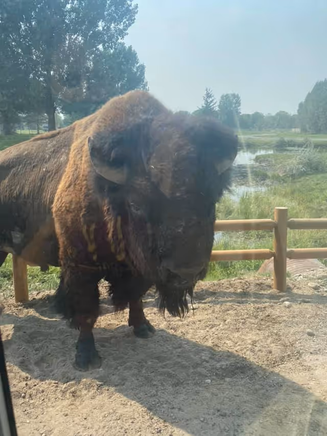 A large bison standing near a wooden fence with trees and a pond in the background.