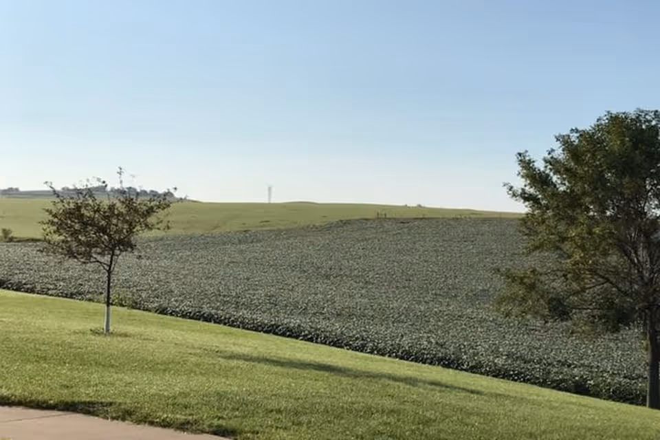 A scenic outdoor view of a grassy area with two trees, a field of crops, and a clear blue sky in the background.
