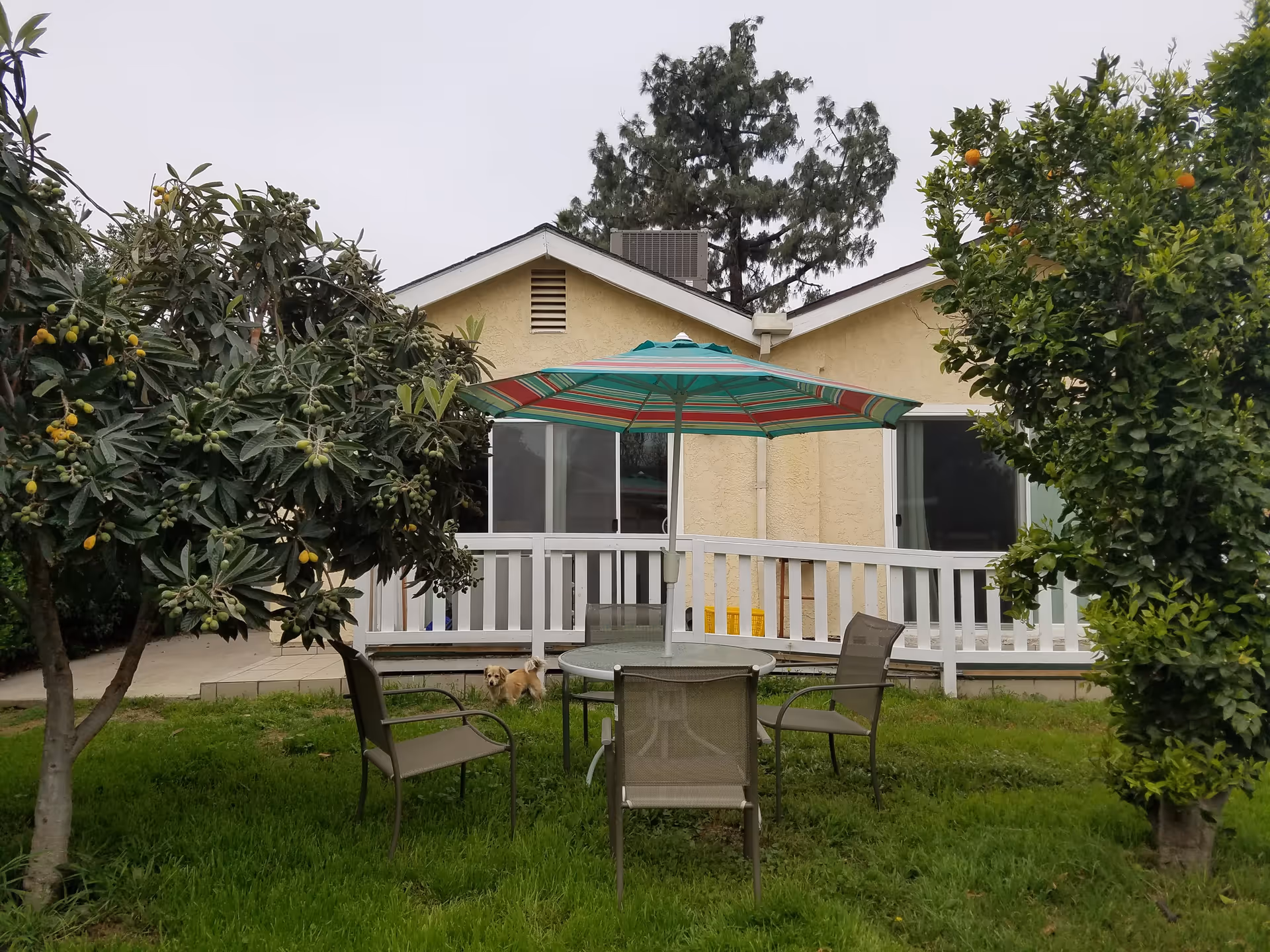 Outdoor garden area with green grass, a round glass table with four chairs, and a large striped umbrella. There are two fruit trees on either side of the table, one with yellow fruit and the other with oranges. A small dog is standing near the white railing of a beige building in the background.
