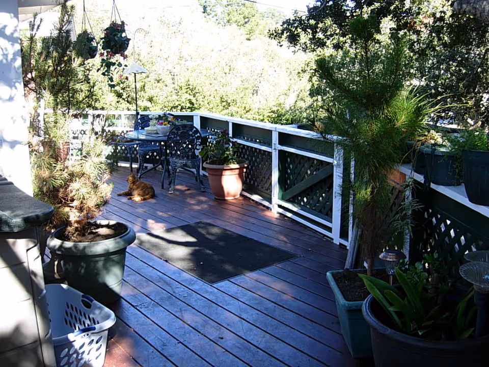A sunlit outdoor wooden deck with various potted plants along the railing and floor. There is a black metal table with matching chairs in the background, and a cat lying on the deck near the table. A white laundry basket is visible in the foreground on the left side.