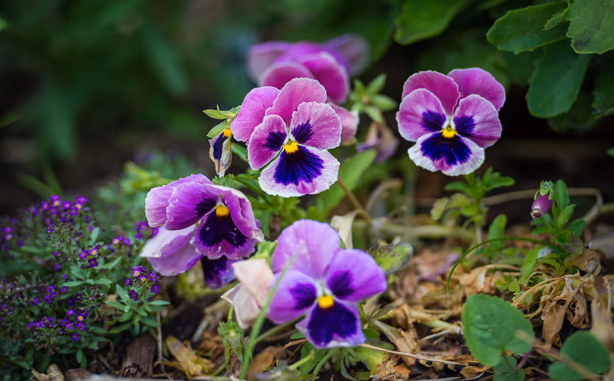 Close-up of vibrant purple and violet pansy flowers with yellow centers growing in a garden bed surrounded by green leaves and some dried foliage.