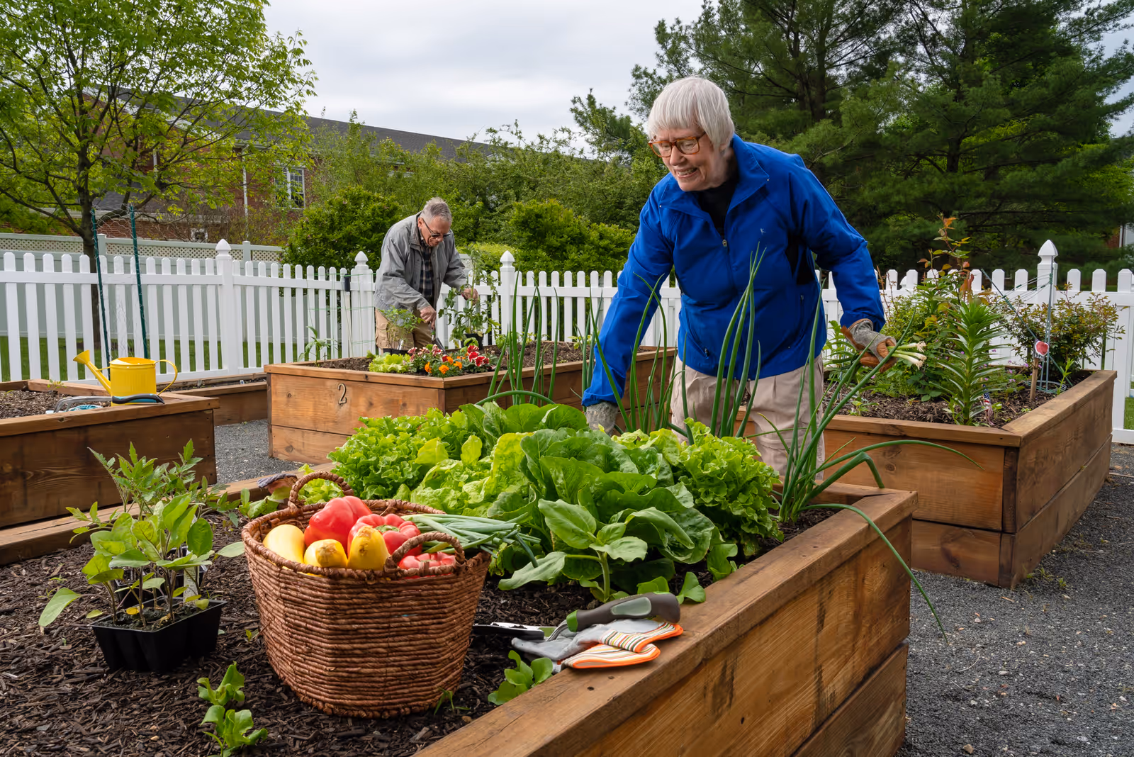 Two elderly individuals tending to raised garden beds in an outdoor community garden. One person in a blue jacket is harvesting green onions, while the other person in a gray jacket is working with plants in the background. A basket filled with fresh vegetables like tomatoes and squash is placed on the edge of one garden bed. The garden is surrounded by a white picket fence and trees.