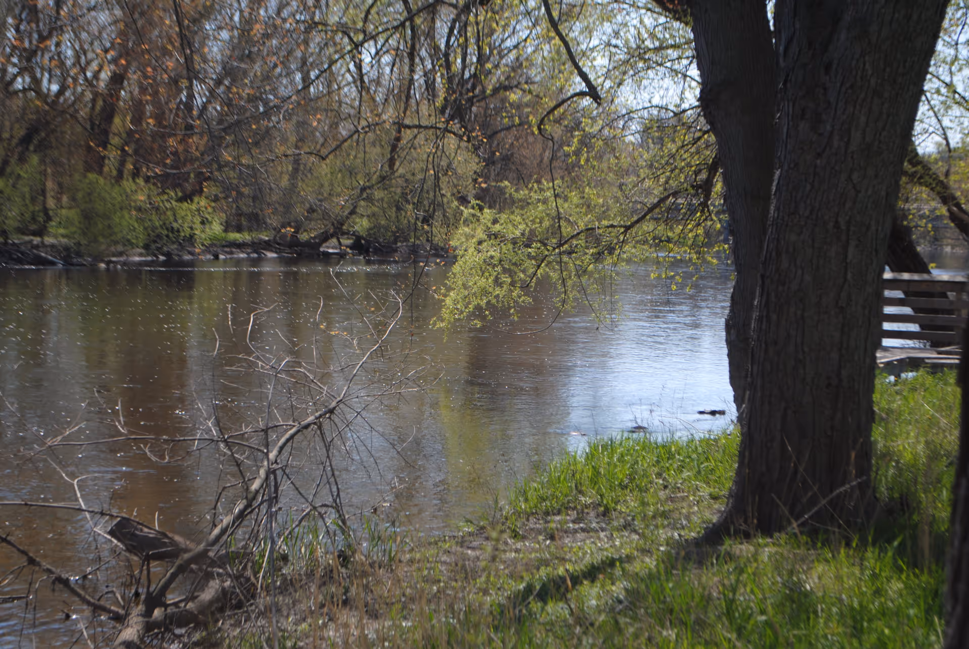 A peaceful riverside scene with a large tree in the foreground, green grass along the riverbank, and branches extending over the calm water. Trees with budding leaves are visible on the opposite bank under a clear sky.