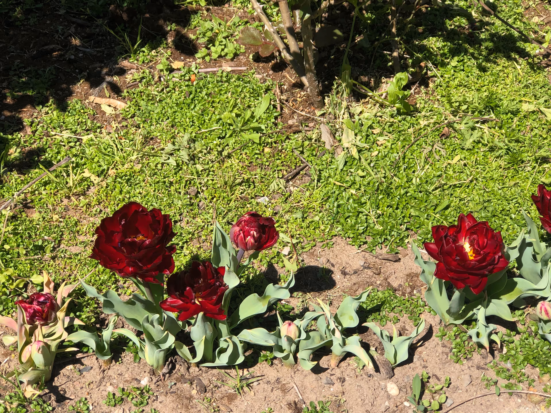 A garden bed with several dark red tulip flowers blooming among green leaves and grass under sunlight.