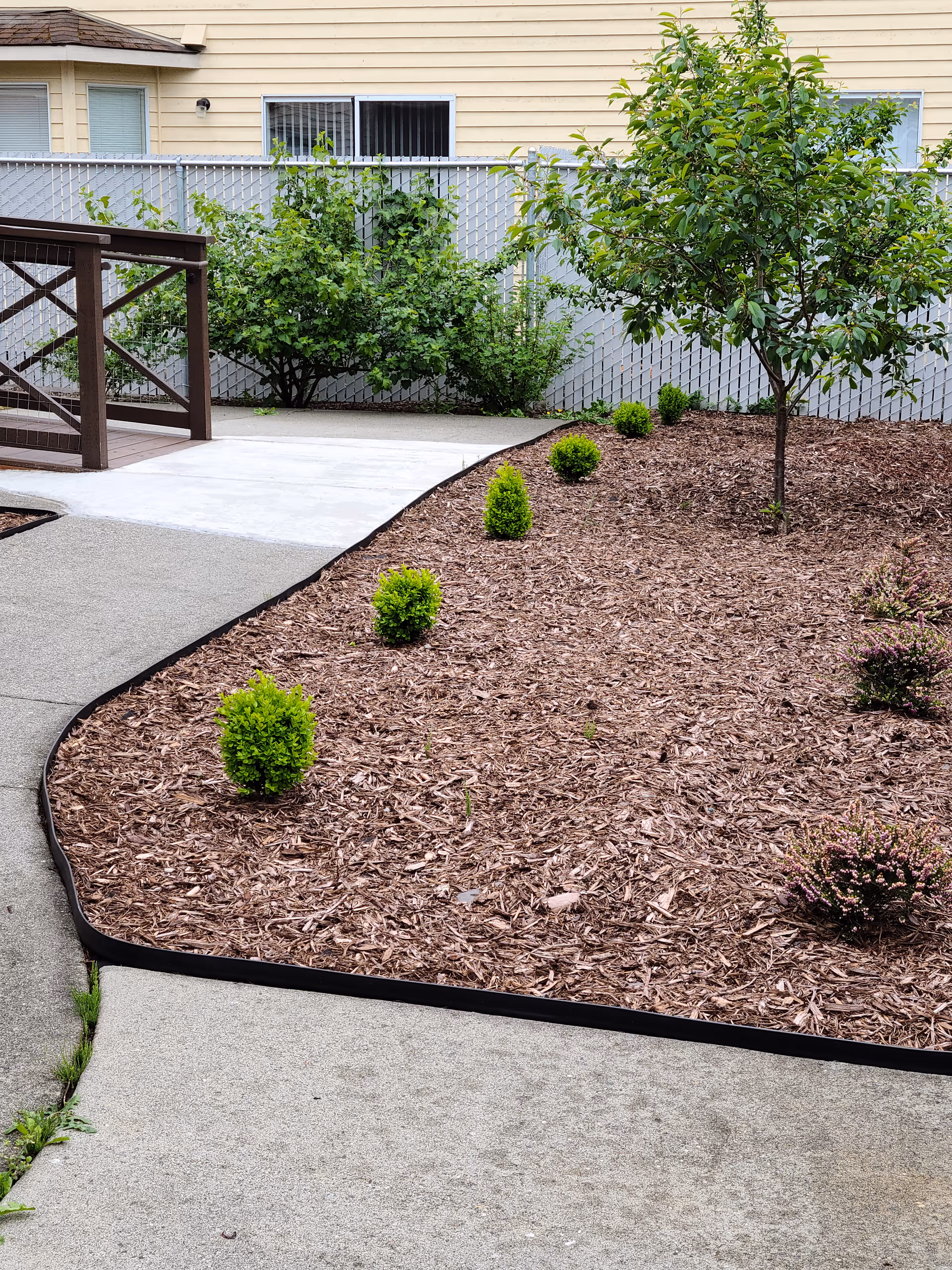 A landscaped outdoor area with a concrete pathway curving around a mulched garden bed containing small green shrubs and a young tree. In the background, there is a wooden railing and a white lattice fence with some bushes behind it. The exterior wall of a building with windows is visible behind the fence.