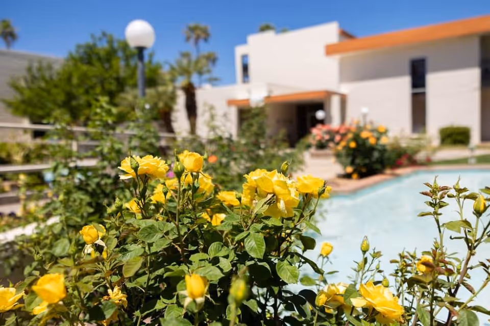 Close-up view of yellow roses in bloom with a blurred background showing a pool, greenery, and a modern building under a clear blue sky.