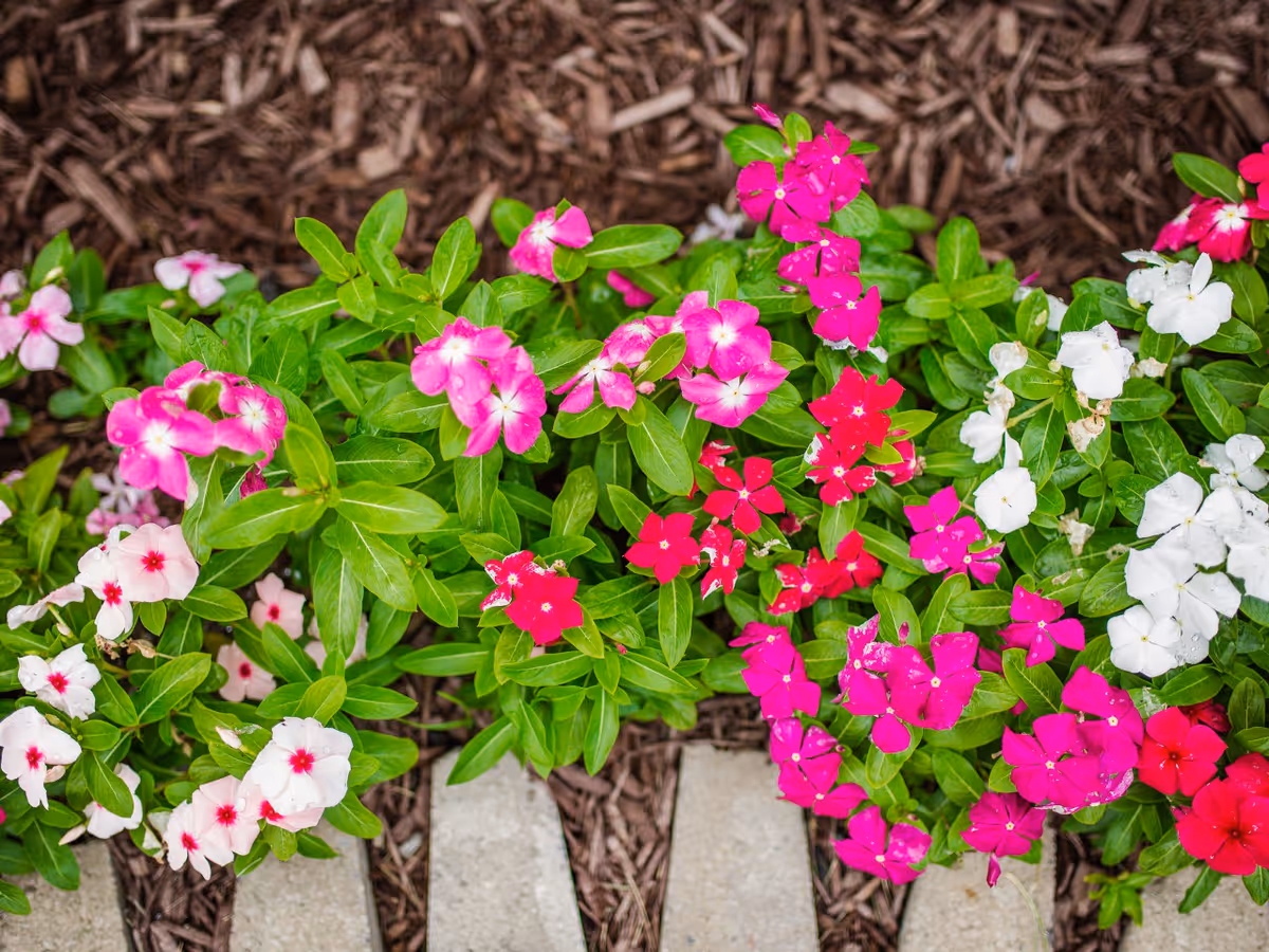 A close-up view of a flower bed with vibrant pink, red, and white flowers surrounded by green leaves and brown mulch, with a stone border at the bottom.