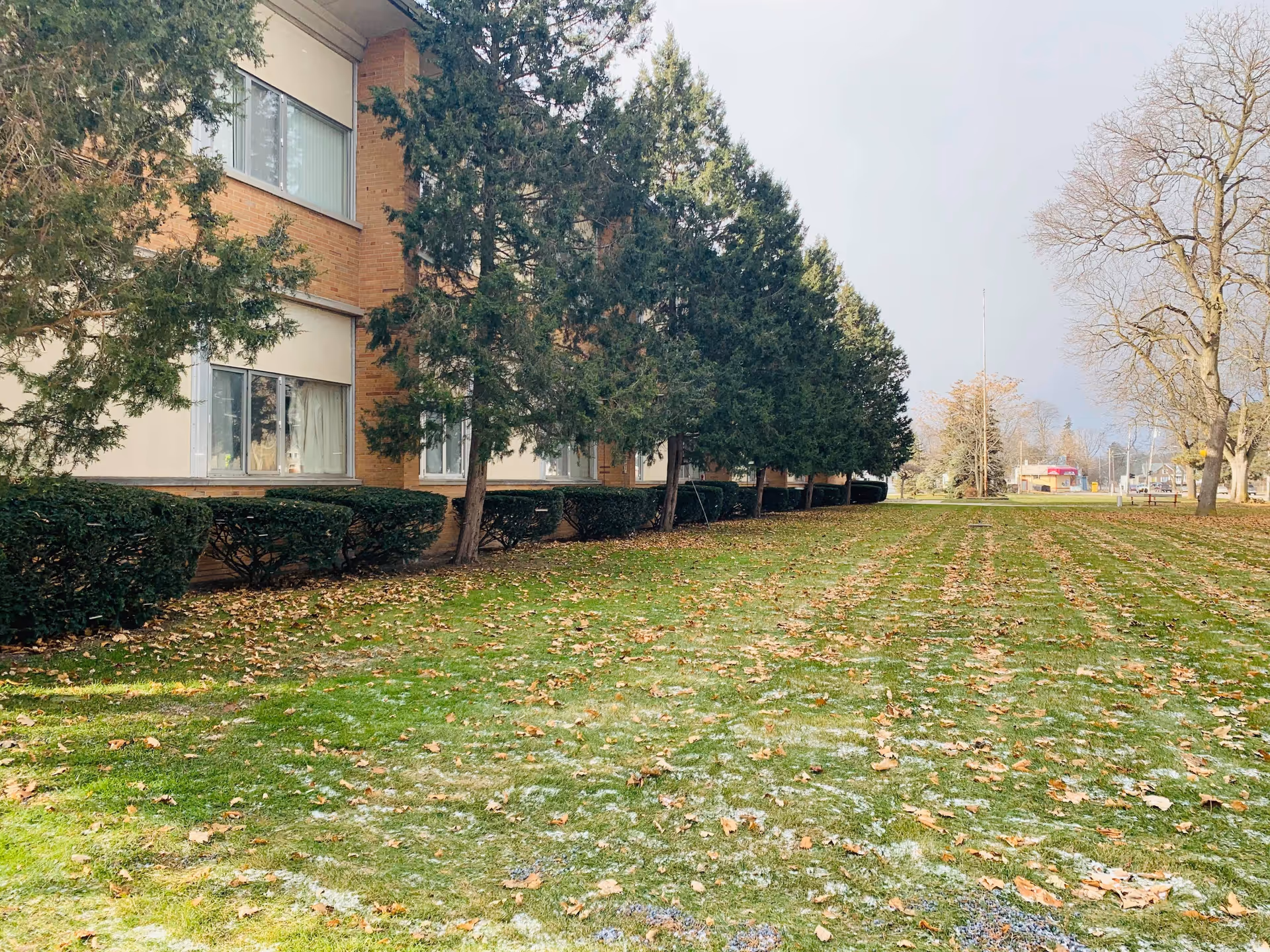 Outdoor view of a senior living facility named Serenity Springs showing a grassy lawn with scattered fallen leaves, a row of evergreen trees, trimmed bushes, and a brick building with windows on the left side.