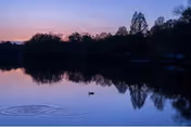 A peaceful lakeside at dusk with trees reflected in the water and a lone duck making ripples.