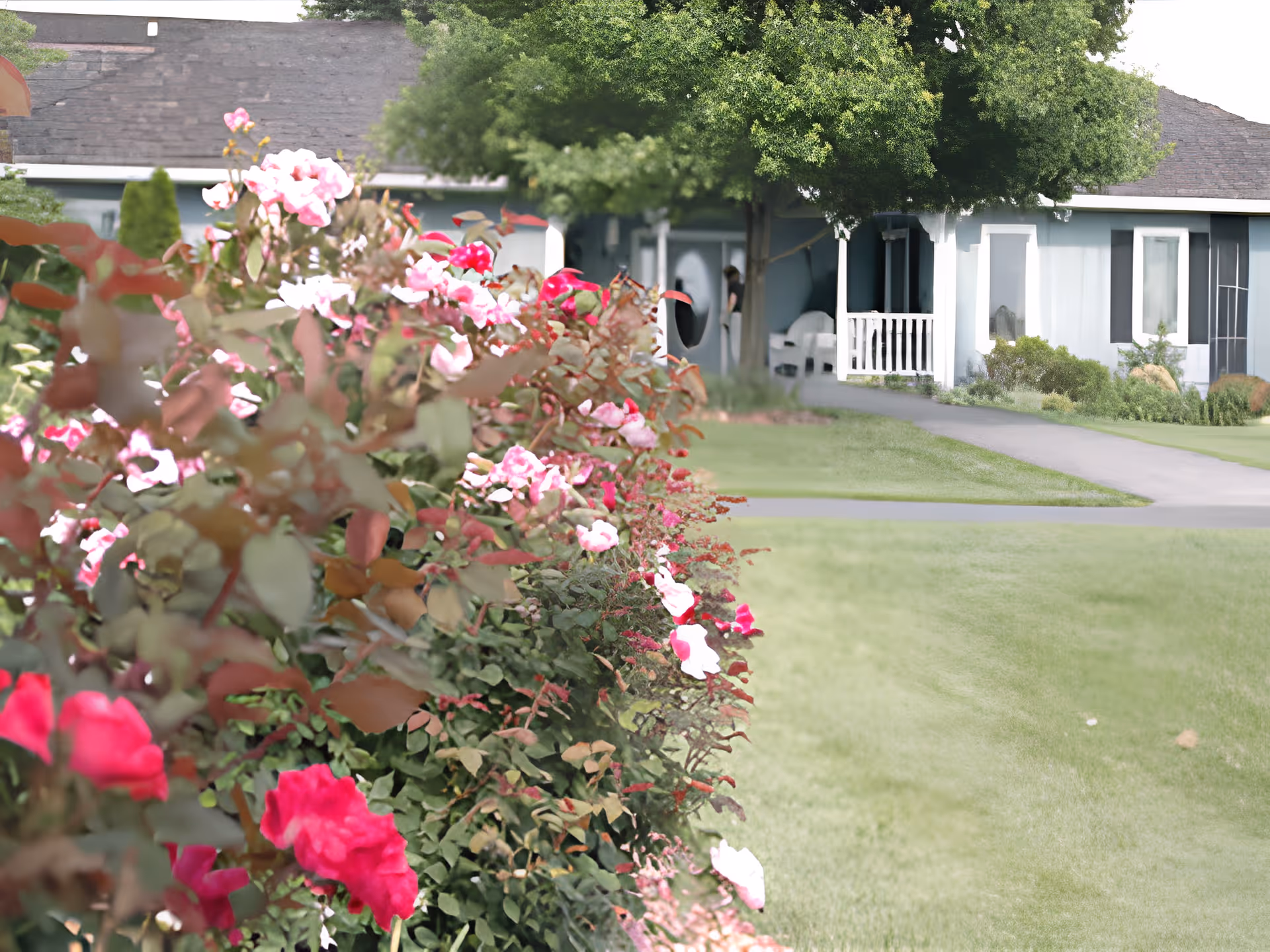 A garden with blooming pink and red flowers in the foreground and a light blue building with a porch and white chairs in the background, surrounded by green trees and grass.