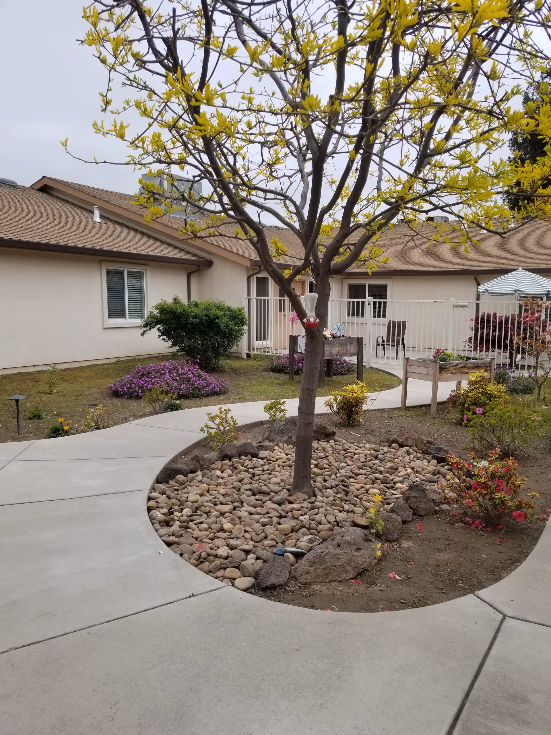Outdoor courtyard area with a tree surrounded by rocks and small plants, concrete walkways curving around the garden beds, and a beige building with windows and a patio area with chairs and an umbrella in the background.