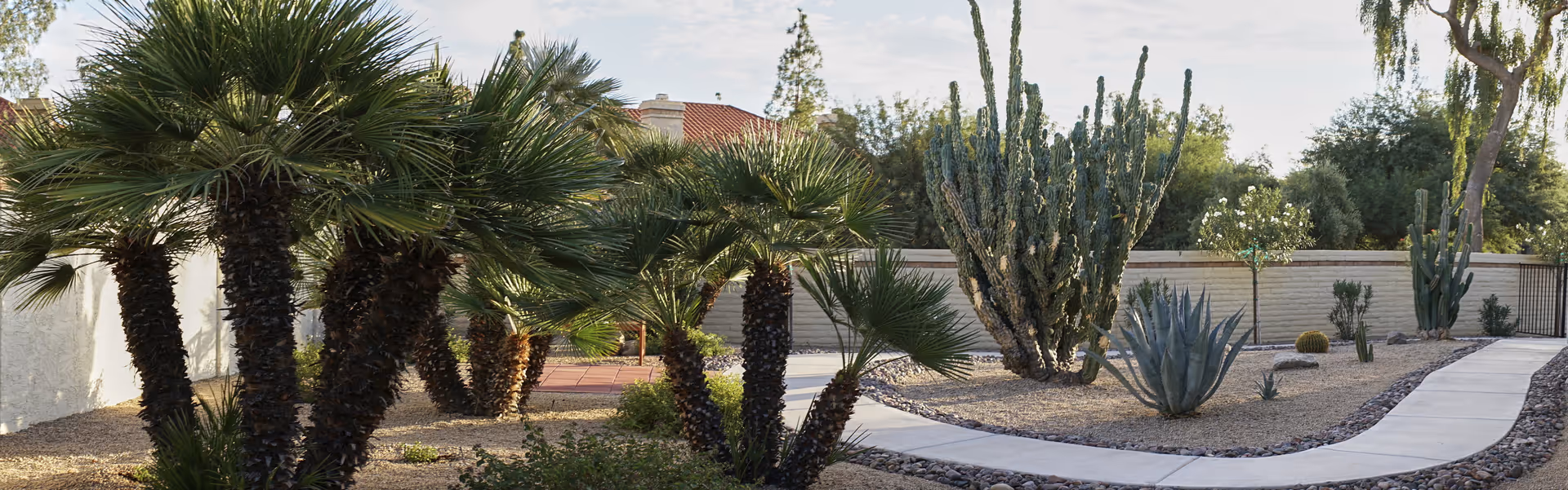 A landscaped outdoor garden area with a curved concrete walkway surrounded by desert plants including palm trees, cacti, and agave. There is a low beige wall in the background and a clear sky above.