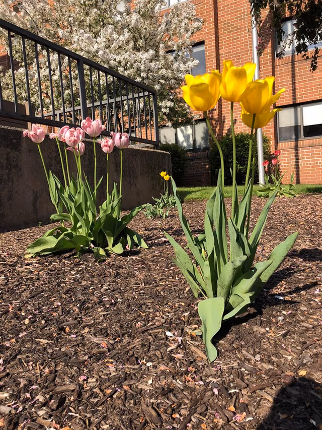 A garden bed with blooming tulips in yellow and pink colors, surrounded by mulch. In the background, there is a brick building with windows and a black metal railing. A tree with white blossoms is also visible behind the railing.