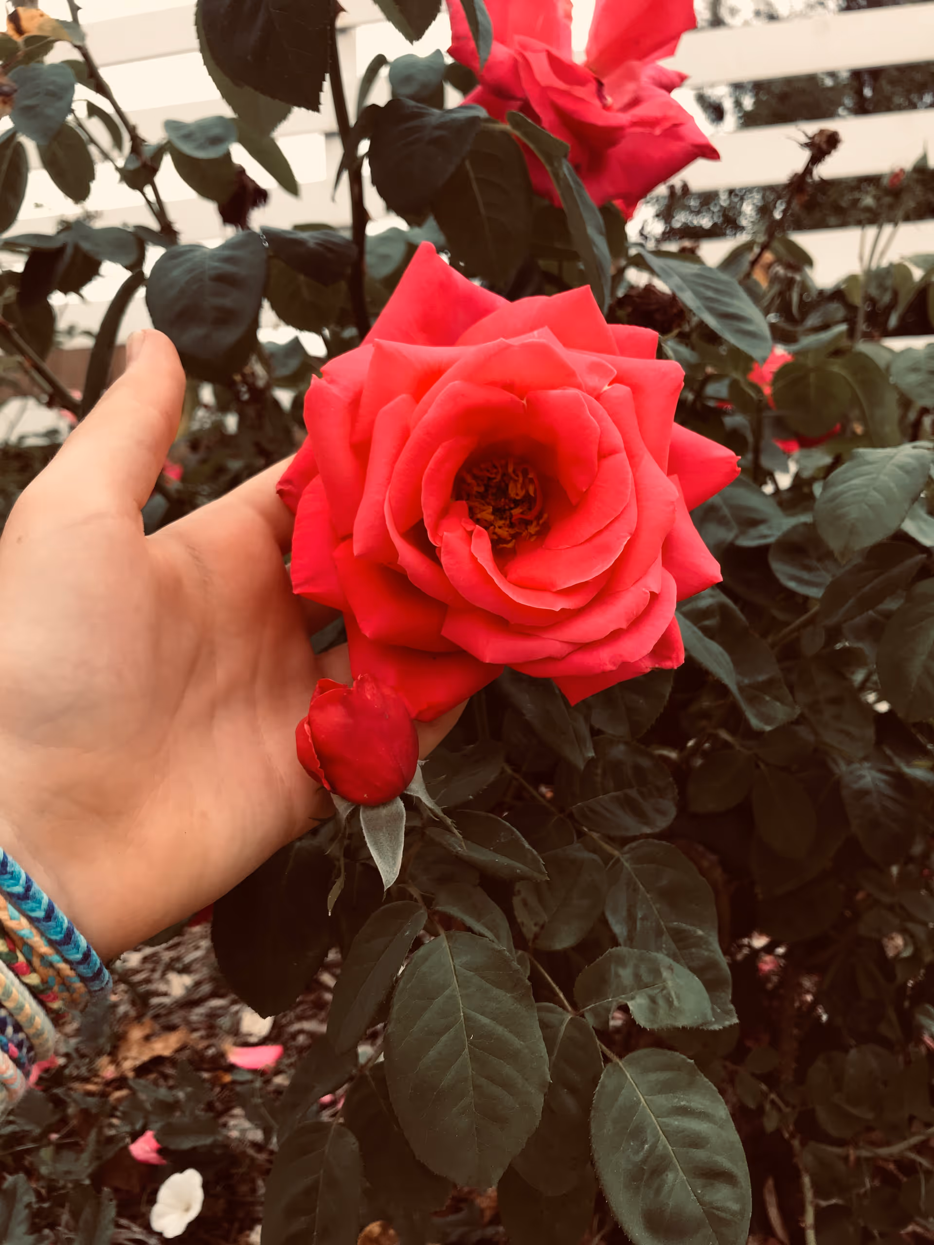A hand gently holding a large red rose on a leafy rosebush with a white fence visible behind it.