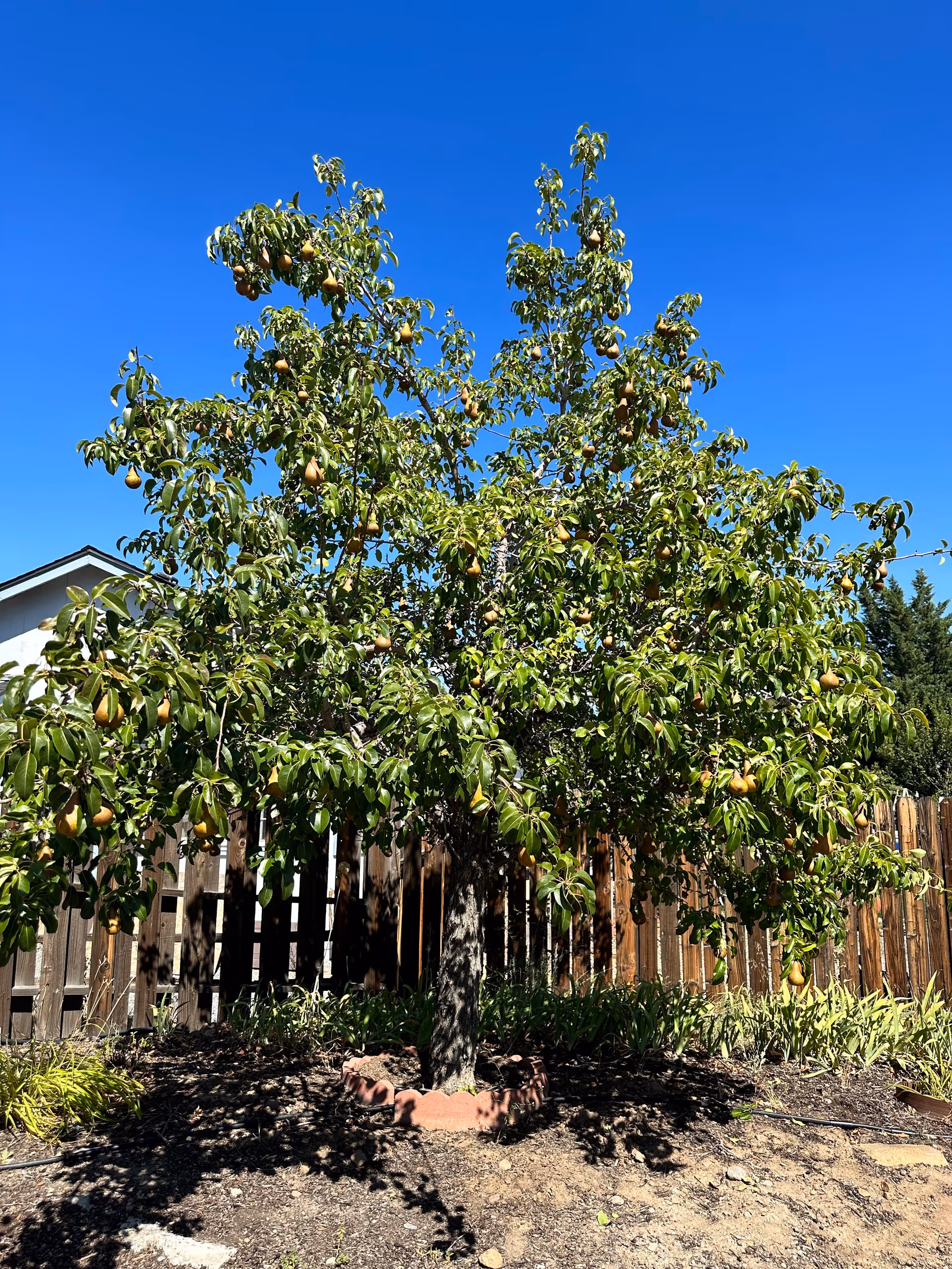 A pear tree laden with ripe pears in a garden area with a wooden fence and a clear blue sky in the background.
