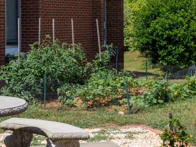 A small garden area with various green plants and vegetables growing, enclosed by a wire fence. In the foreground, there is a stone bench and a stone table. The garden is next to a brick building and there is a large green bush in the background.