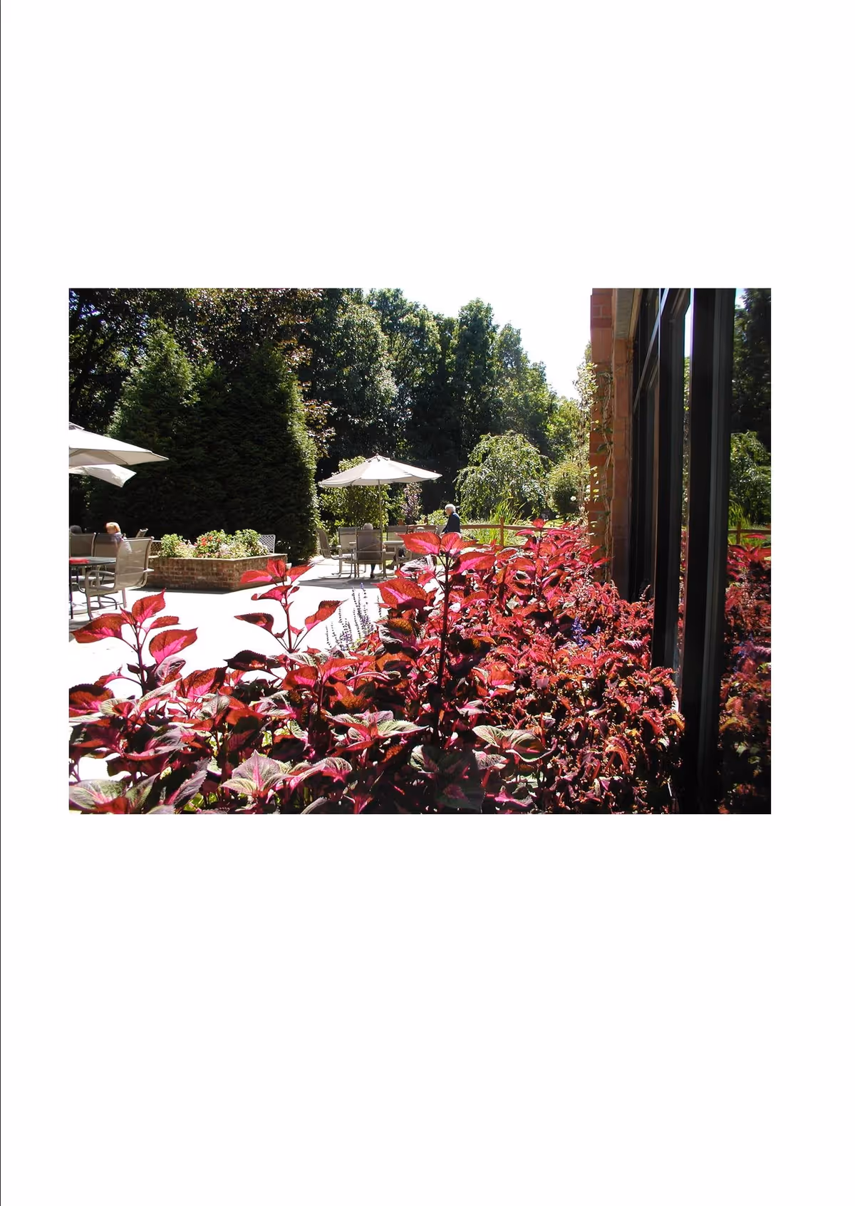 Outdoor patio area at Heritage Commons Retirement Community with tables, chairs, and umbrellas surrounded by lush greenery and vibrant red plants in the foreground.
