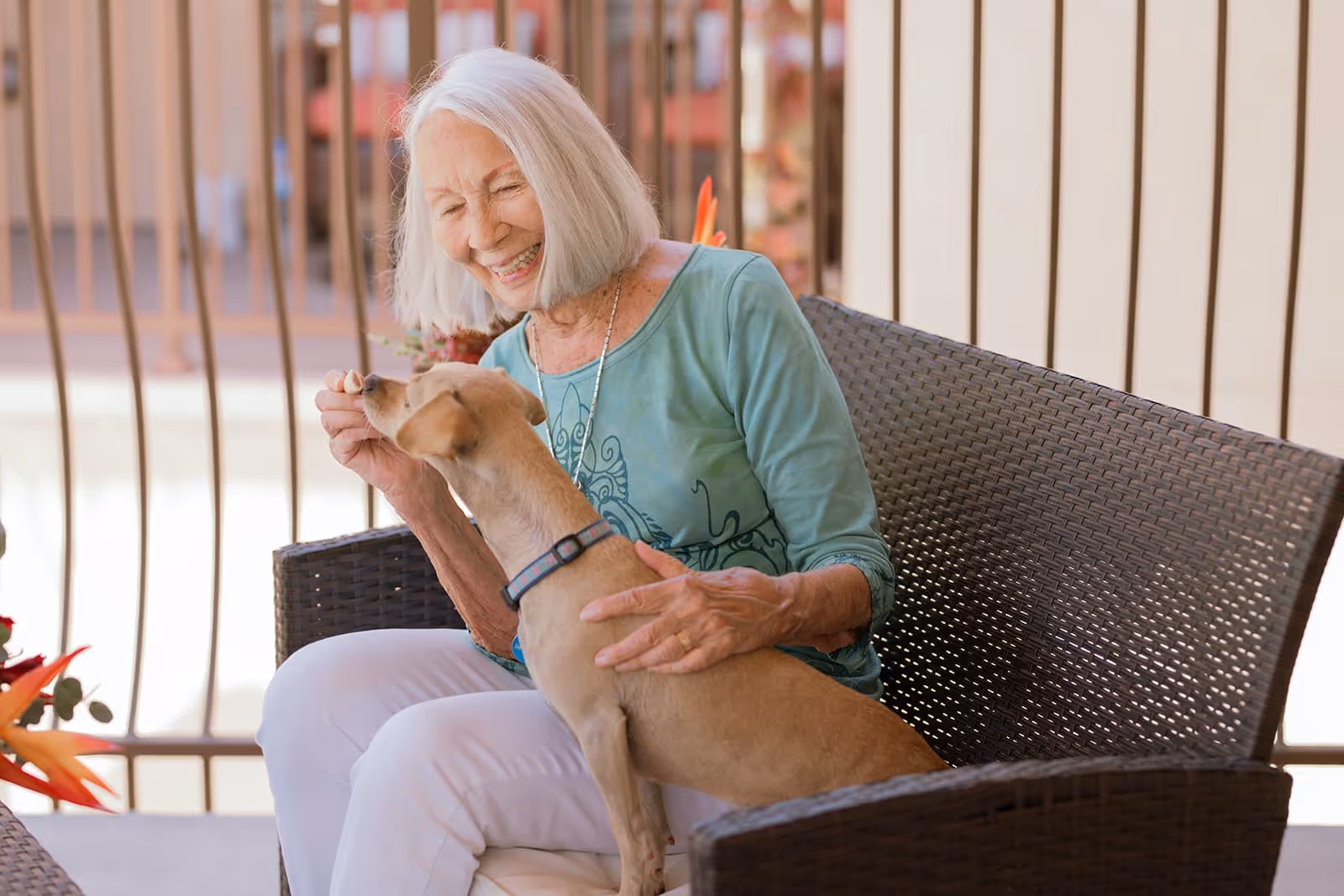 An elderly woman with white hair sitting on a wicker bench outdoors, smiling and feeding a small tan dog that is sitting on her lap.