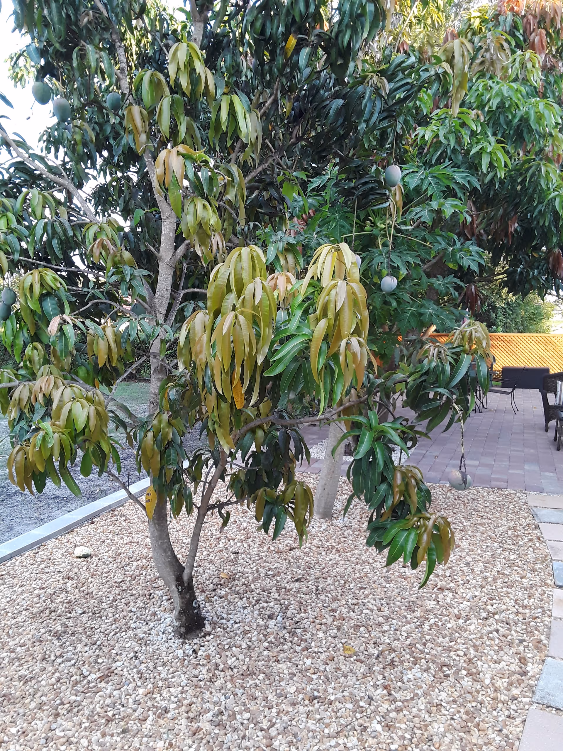 A small tree with green and yellow leaves planted in a bed of small white rocks. In the background, there is a paved patio area with outdoor chairs and a table, surrounded by more greenery and a wooden fence.