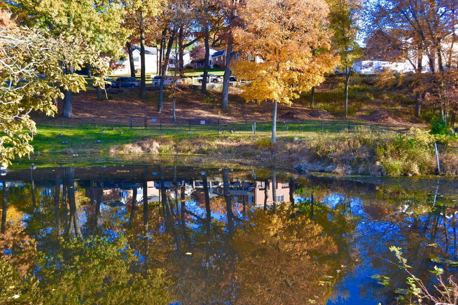 A pond reflecting autumn trees and nearby buildings with fall foliage on a sunny day.