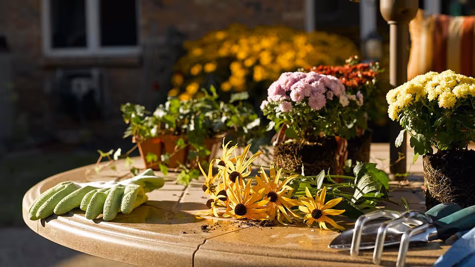 Gardening gloves, hand tools, potted flowers and cut yellow daisies on an outdoor table.