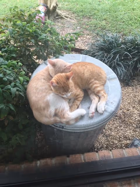 Two orange and white cats curled up together sleeping on top of a metal trash can outdoors near green bushes and gravel ground.