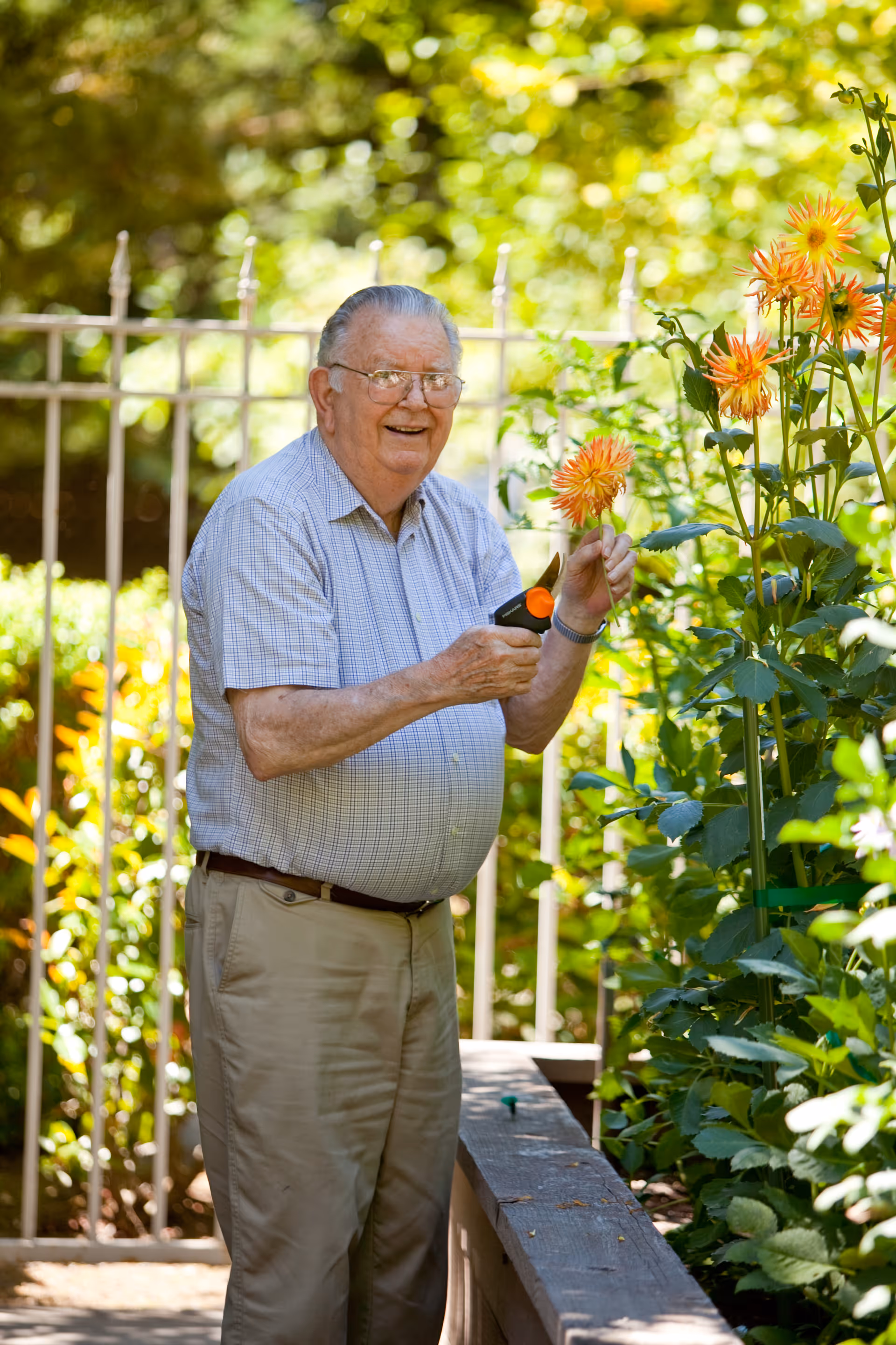 An elderly man wearing glasses, a short-sleeve checkered shirt, and beige pants is standing outdoors in a garden, smiling while holding a flower and a small gardening tool. There is a metal fence and lush green foliage in the background.