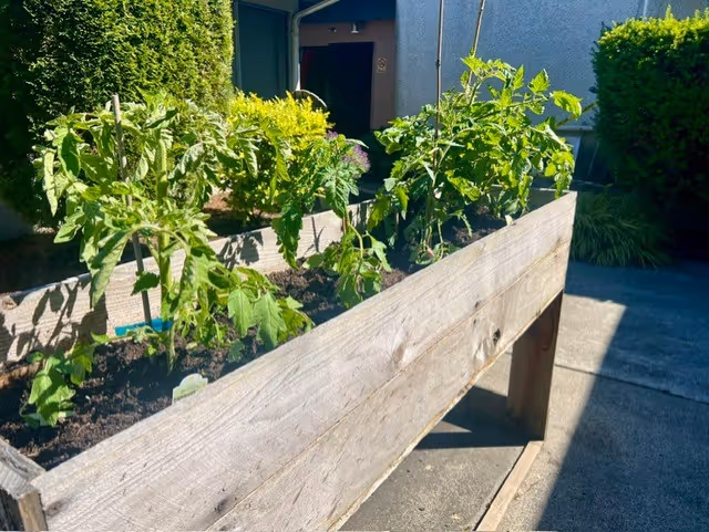 Raised wooden planter box with green plants along a sunny walkway in front of a building entrance.