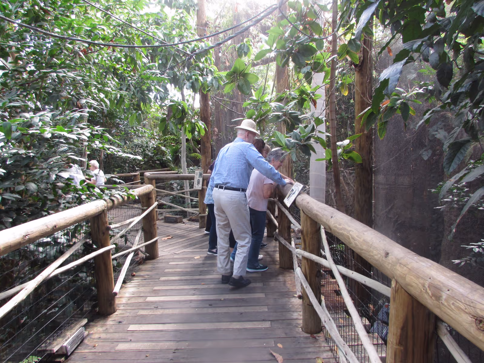 A group of elderly people walk and peer over the railing on a wooden boardwalk through a lush, enclosed aviary-like garden.