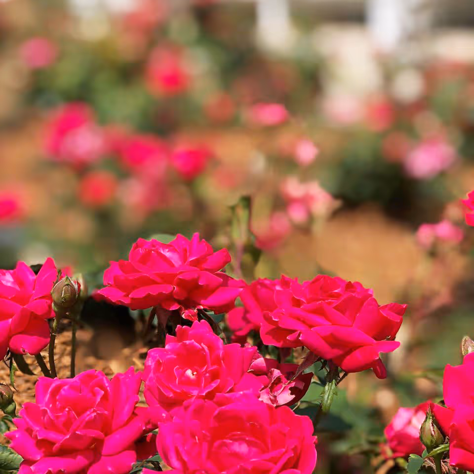 Close-up view of vibrant pink roses blooming in a garden with a blurred background of more flowers and greenery.