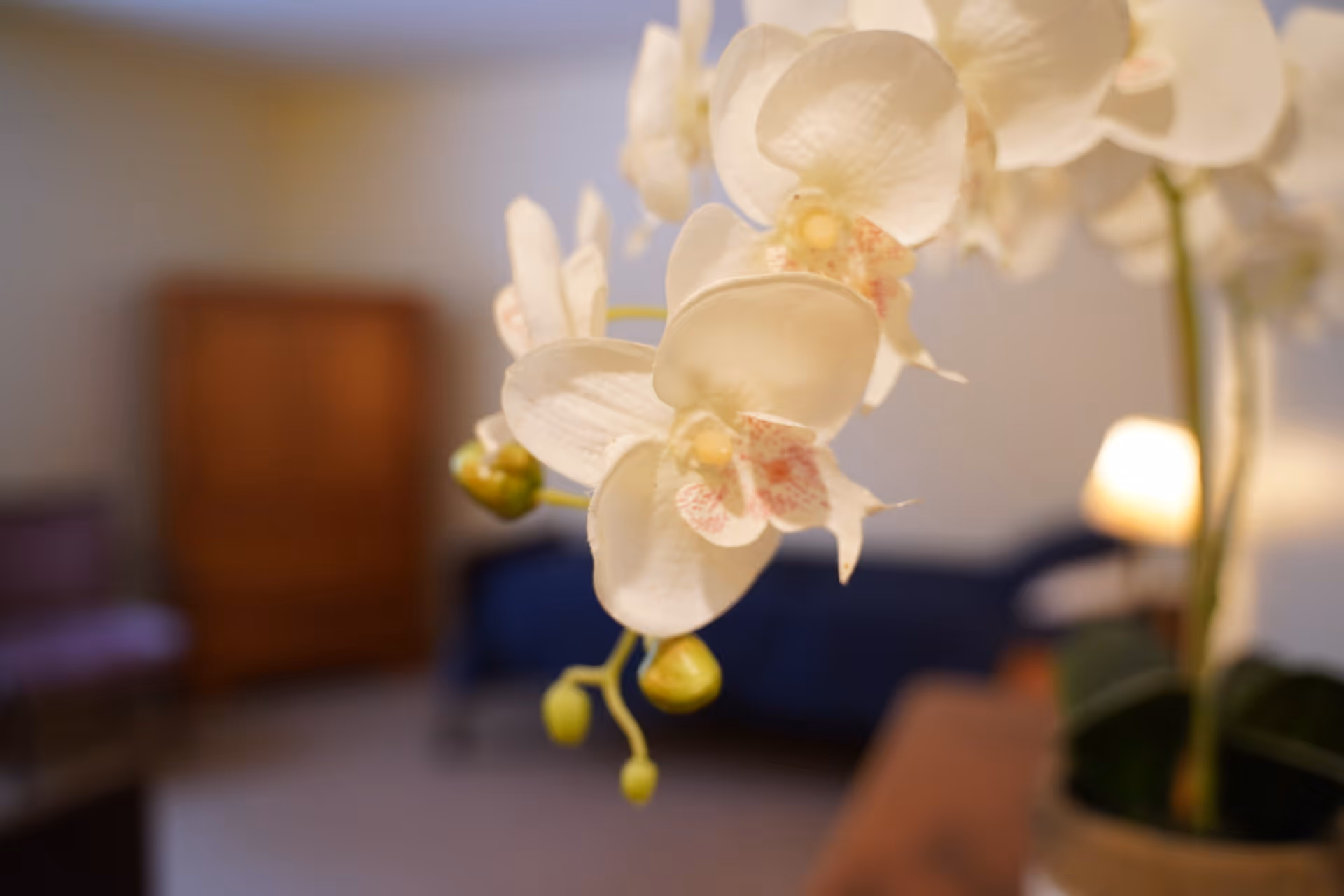 Close-up of white orchid flowers with a blurred background showing a room with a wooden cabinet, a bed, and a lit lamp.