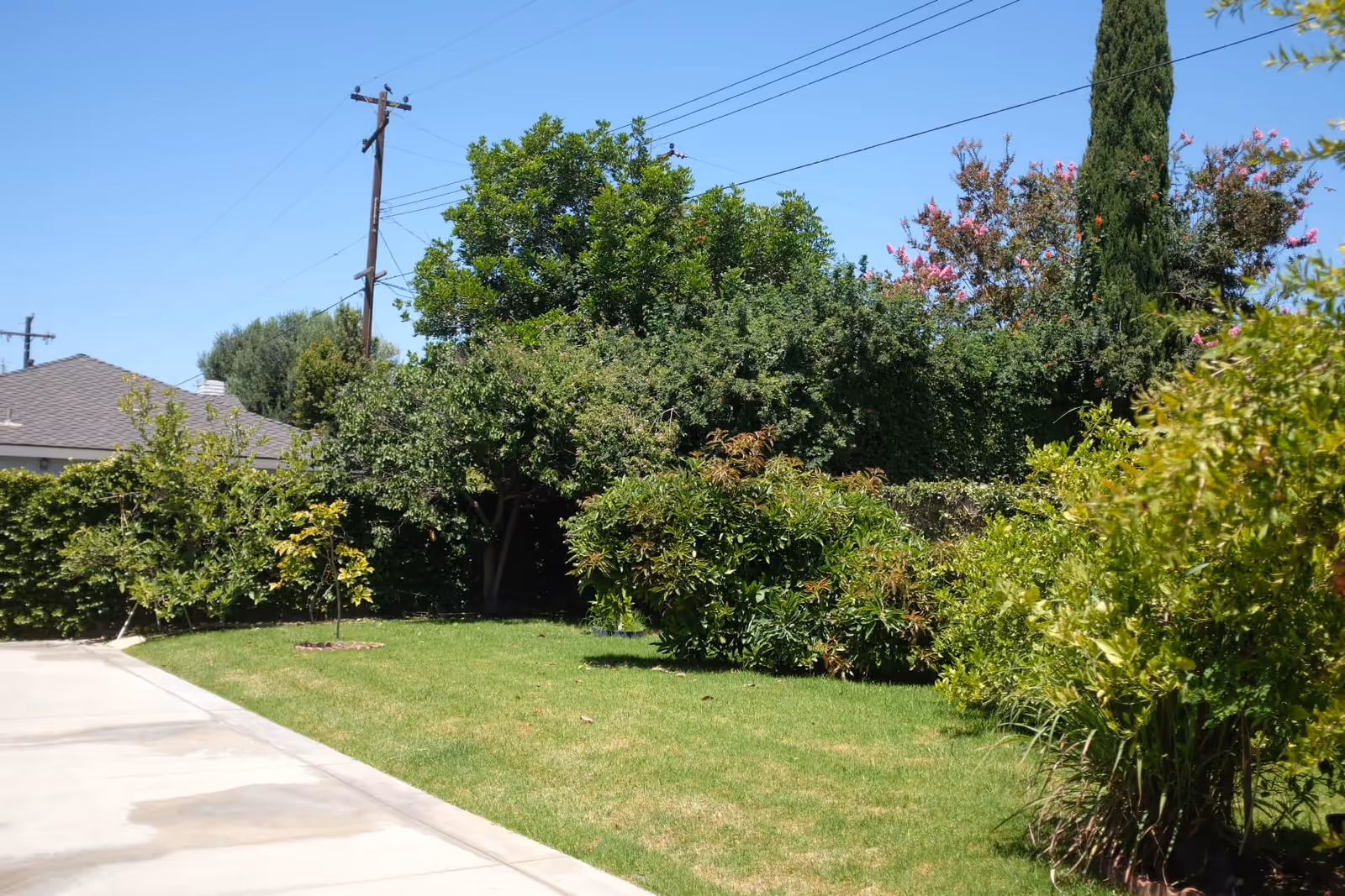 Sunlit yard with a green lawn, shrubs and trees beside a concrete driveway under a clear blue sky.