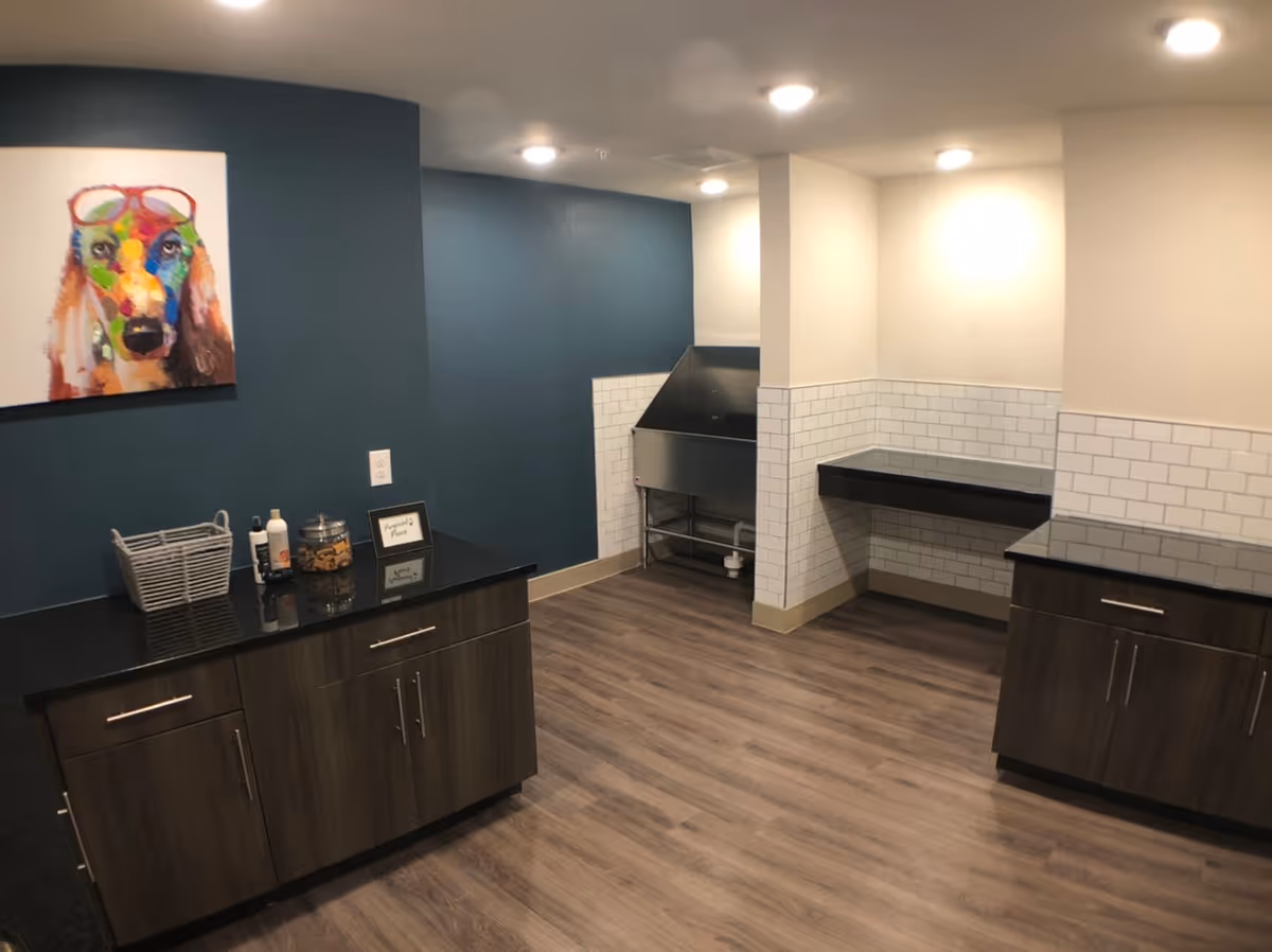 Modern interior room with dark wood cabinets and black countertops, a teal accent wall with a colorful dog painting, and a stainless-steel utility sink set into a white tiled half-wall.