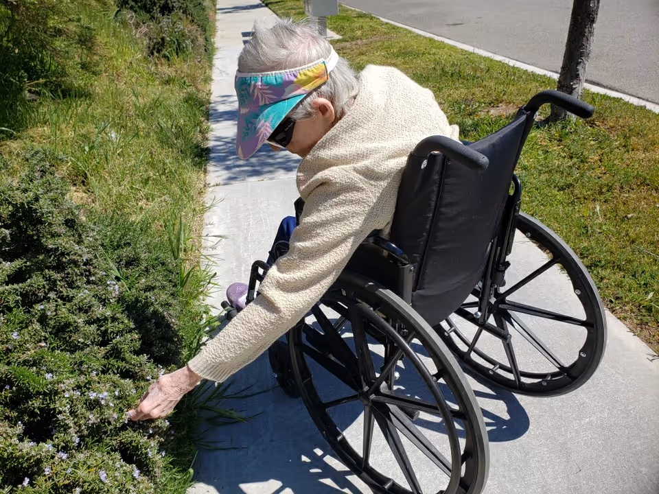 An elderly person in a wheelchair wearing a colorful visor and sunglasses reaches out to touch plants growing beside a sidewalk on a sunny day.