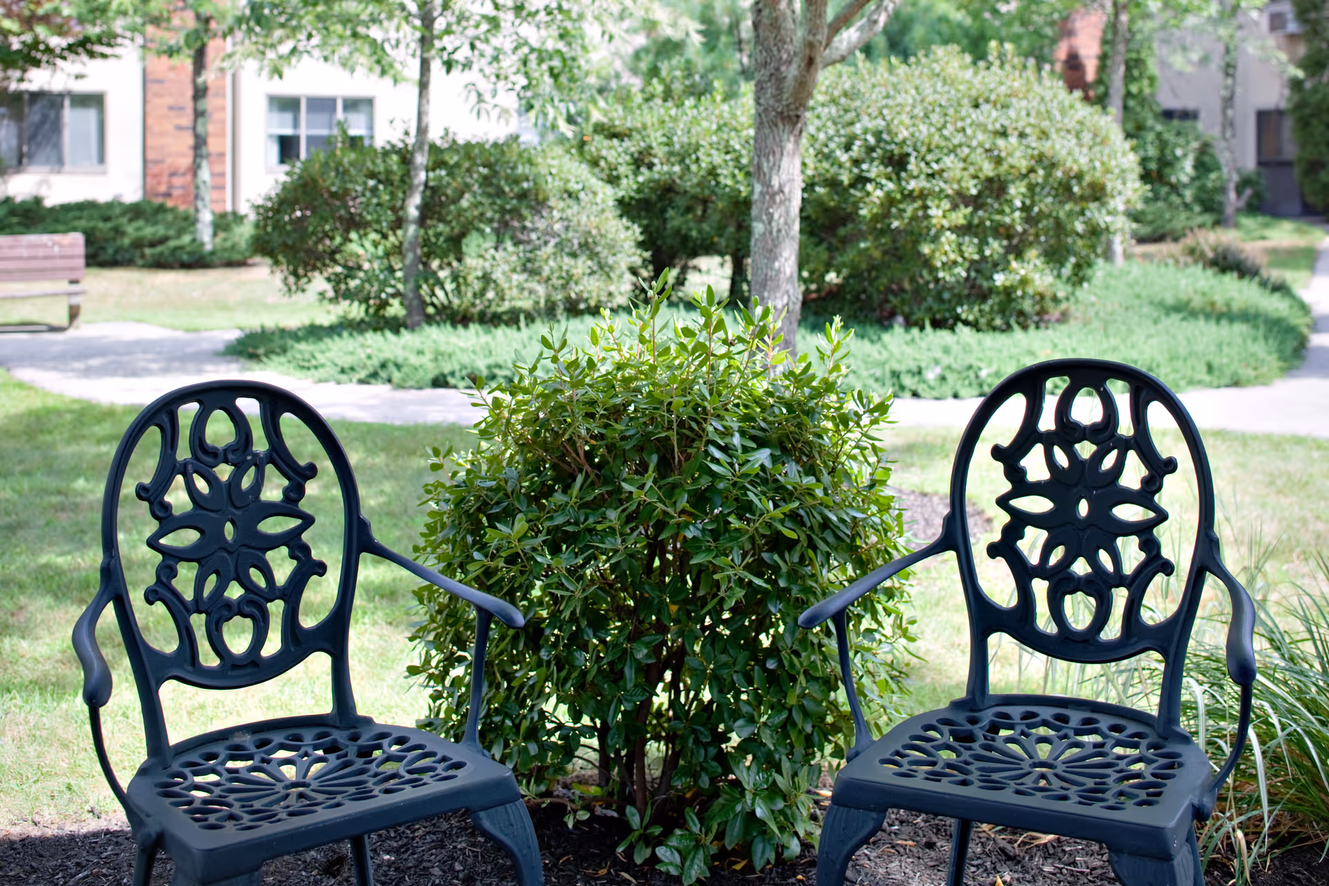 Two black ornate metal chairs placed outdoors on a grassy area with a small bush and tree between them. In the background, there are shrubs, a walking path, and parts of a building with windows and brick walls.