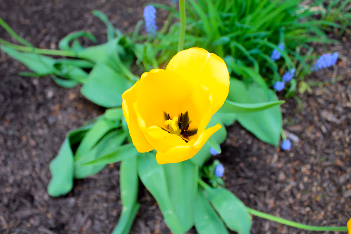 Close-up of a bright yellow tulip flower with green leaves and small purple flowers in the background, growing in soil.