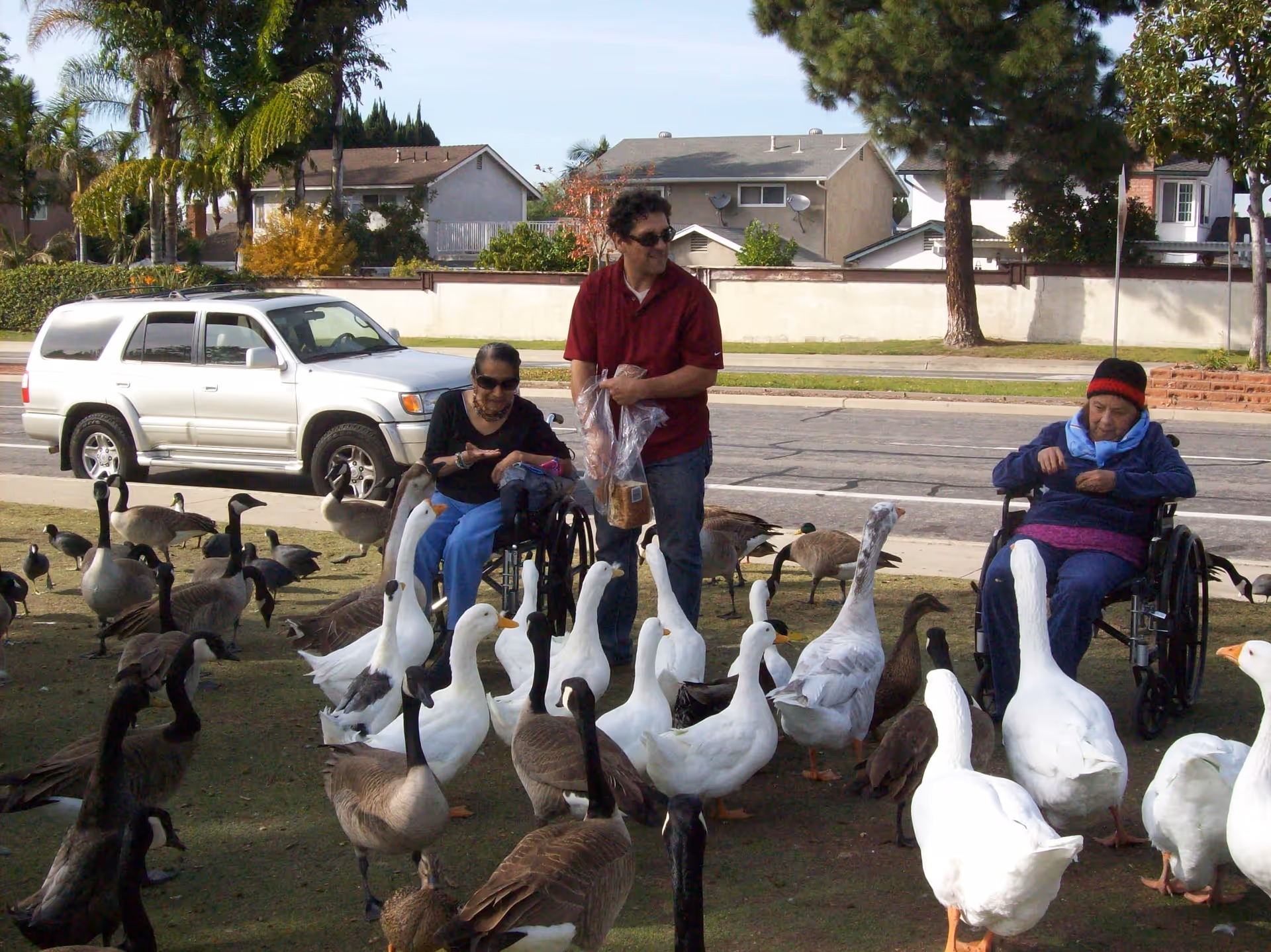 Two elderly individuals in wheelchairs are outdoors feeding a large group of geese and ducks on a grassy area near a street. One person is holding a plastic bag with bread, while the other is interacting with the birds. A white SUV is parked on the street behind them, with houses and trees in the background.