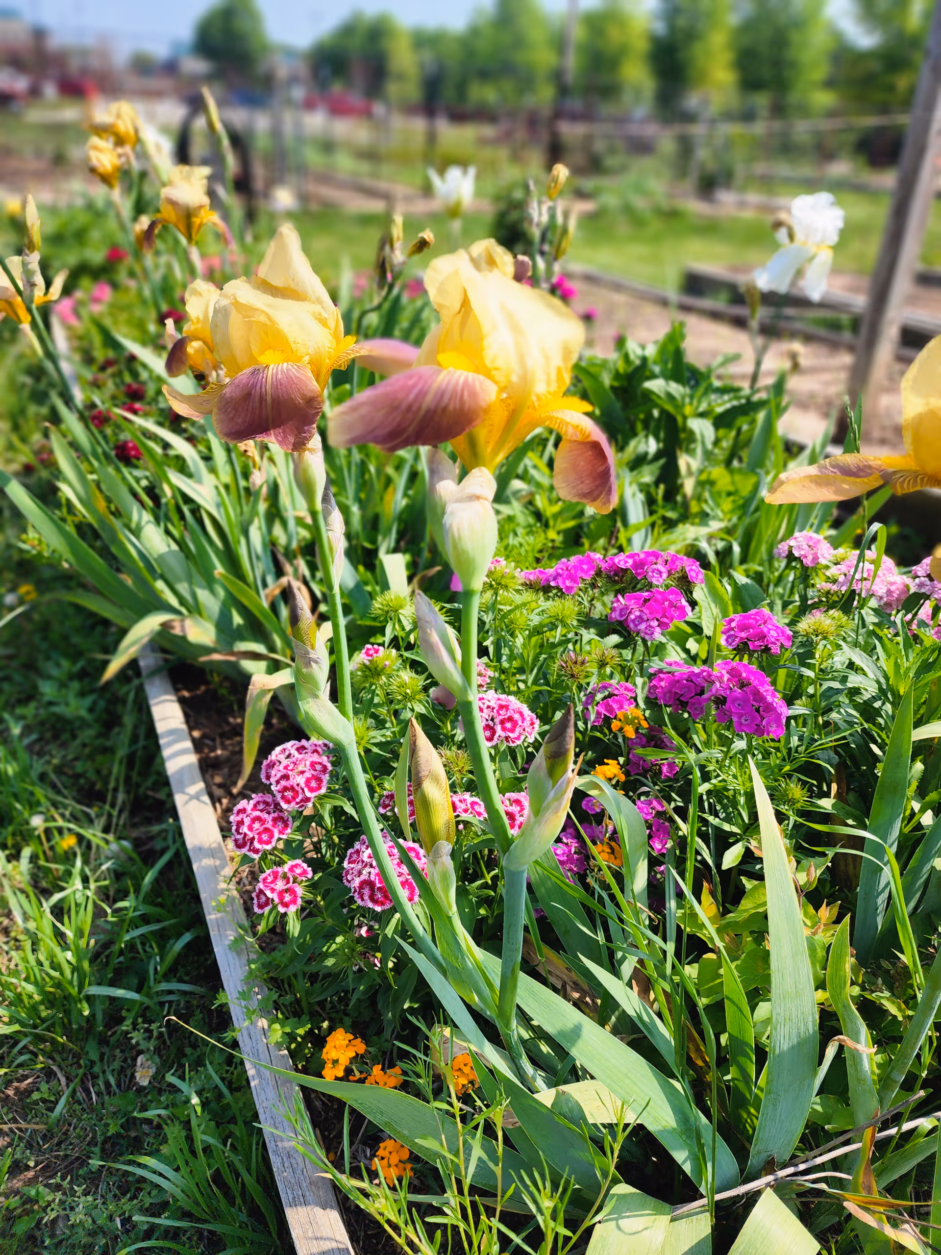 A raised garden bed with yellow irises and pink and purple flowers in a sunny outdoor garden.