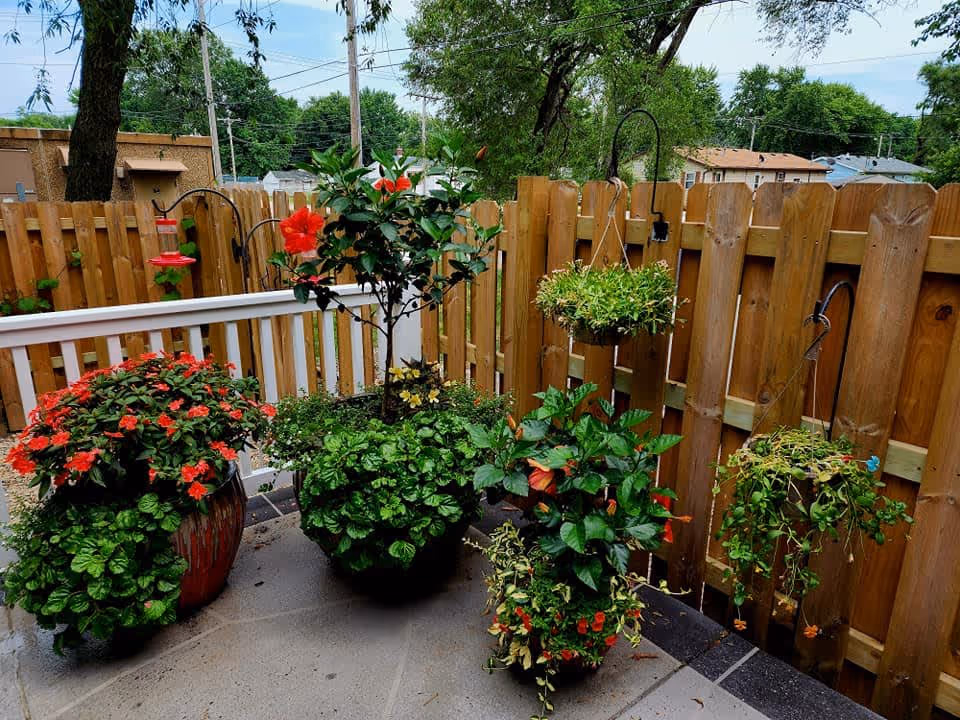 A small outdoor patio area with several potted plants and flowers, including red hibiscus and other green foliage, surrounded by a wooden fence. There are hanging planters attached to the fence and a bird feeder visible on the left side.