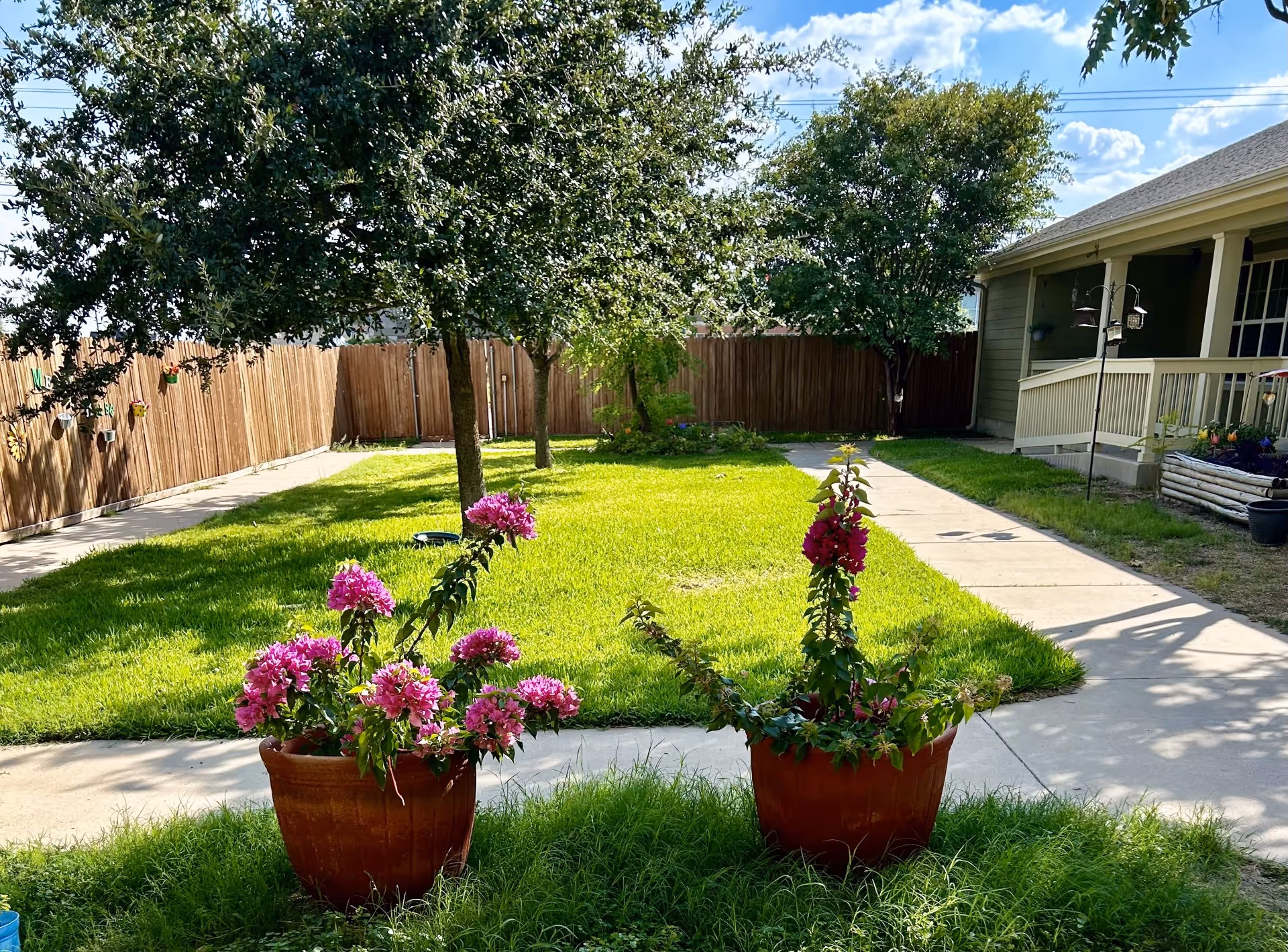 Sunlit fenced courtyard with a green lawn, two potted pink-flowering plants in the foreground, trees, a sidewalk, and a house porch on the right.